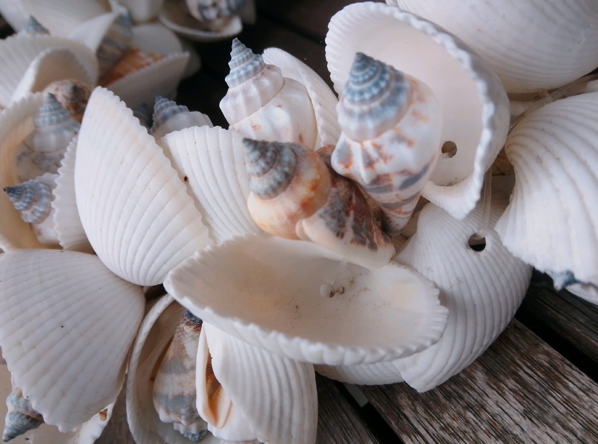 A close-up, overhead shot showcases a collection of various seashells. The shells are predominantly white and cream-colored, with some exhibiting subtle brown and blue-gray patterns. Several spiral-shaped shells with intricate ridges are nestled amongst larger, fluted bivalve shells. The textures range from smooth and delicate to rough and ribbed. The shells appear to be resting on a weathered wooden surface, possibly a deck or table, with visible grain patterns and slight discoloration. The lighting is soft, creating subtle shadows that emphasize the depth and form of the shells. There are no people or any indications of human activity in the scene. The overall impression is one of natural beauty and organic arrangement. This image was captured at the Stadtpark in Wedel, Germany.
