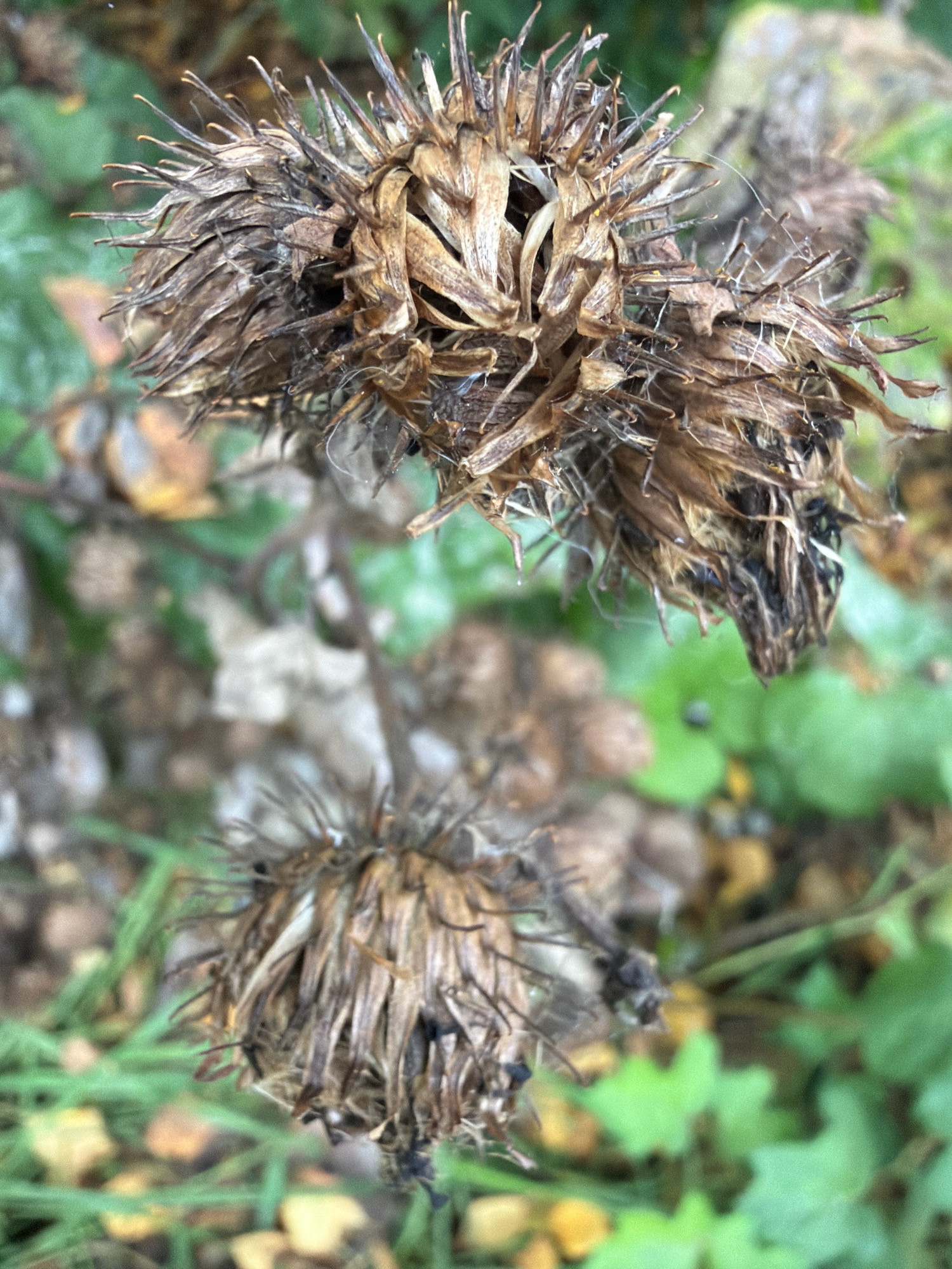A close-up, high-angle shot captures two dried burdock seed heads in focus against a blurred background of green foliage and scattered brown leaves. The seed heads, primarily composed of dried, light brown organic material, exhibit spiky structures and appear weathered. The top seed head is larger and more prominent, while the one below is smaller and slightly out of focus. The scene is set outdoors, with a hint of a natural environment. No specific location in Arkhangelsk, Russia, can be determined from the image.