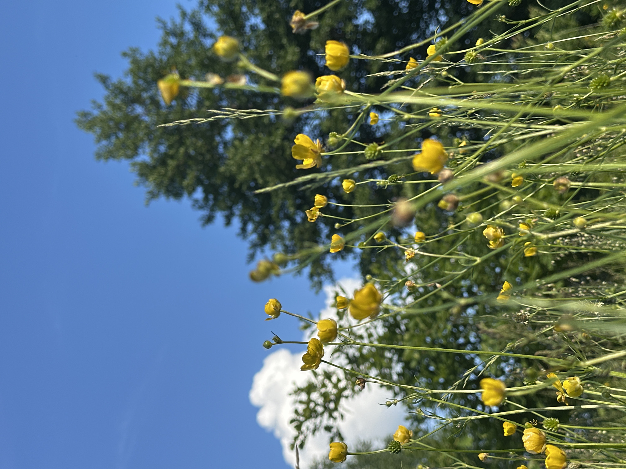 A low-angle, medium shot captures a cluster of yellow buttercup flowers against a bright blue sky with a few white clouds. The flowers are in various stages of bloom, with some fully open and others still in bud. Tall green grass and stems intersperse the flowers, creating a natural, slightly wild appearance. In the background, out-of-focus green trees and foliage suggest a park or natural area. The lighting is bright, indicating a sunny day. The scene is devoid of people or any specific urban structures, making it difficult to ascertain a precise location within Vladimir, Russia, other than it appears to be an outdoor natural setting.