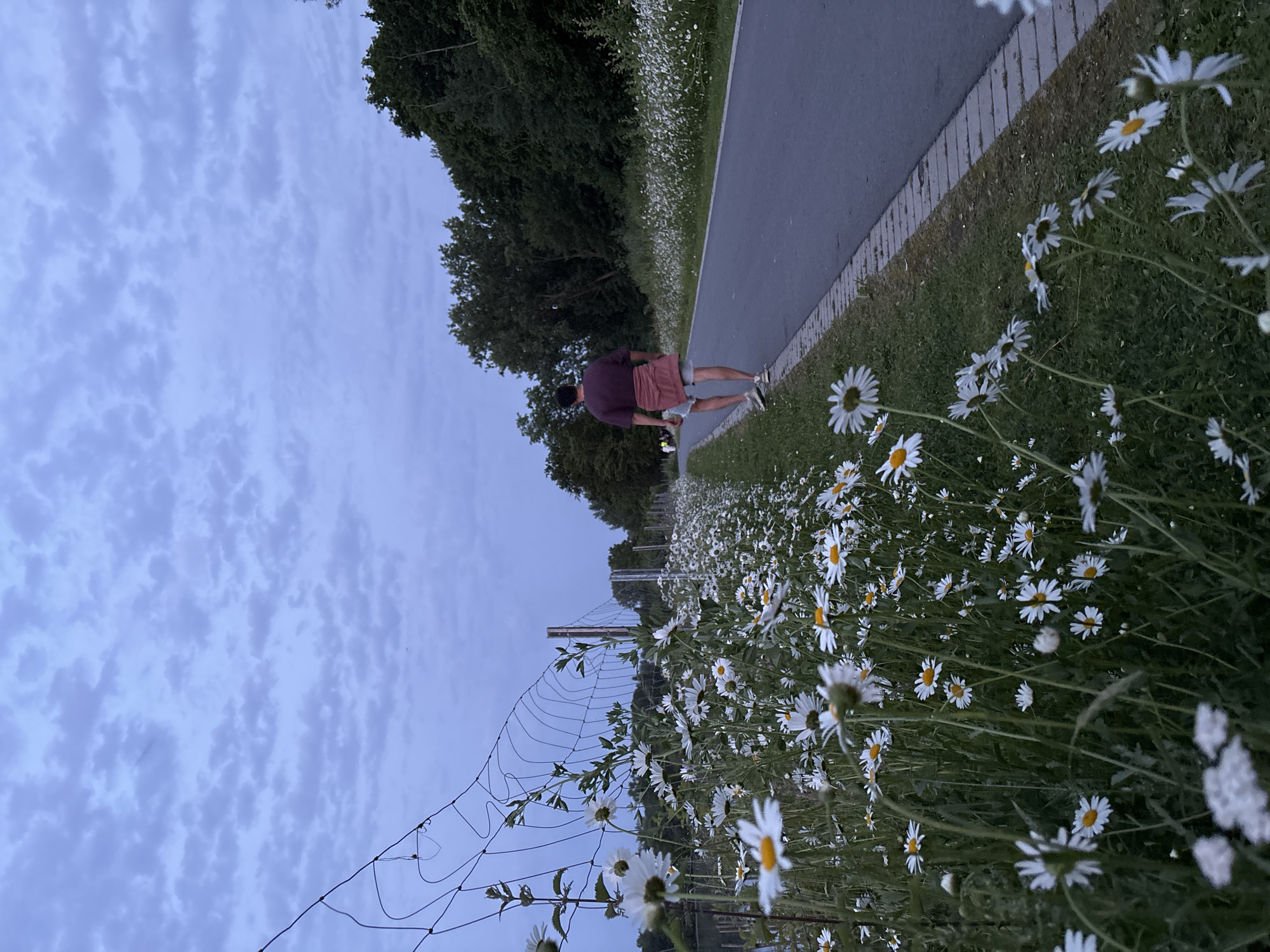 An eye-level, outdoor, vertically-oriented shot depicts a pathway in Bochum, Germany, lined with grass and daisies, as a person walks along it. The sky is heavily clouded.
The person walking away from the camera is wearing a dark shirt, light shorts, and light sneakers. A fence is in the foreground with daisies growing through it. A gray pathway is visible, flanked by green grass interspersed with white and yellow daisies. Beyond the pathway, on the left, are green trees. In the distance, a bridge-like structure is visible. The sky is a dull blue, heavily covered with gray and white clouds.