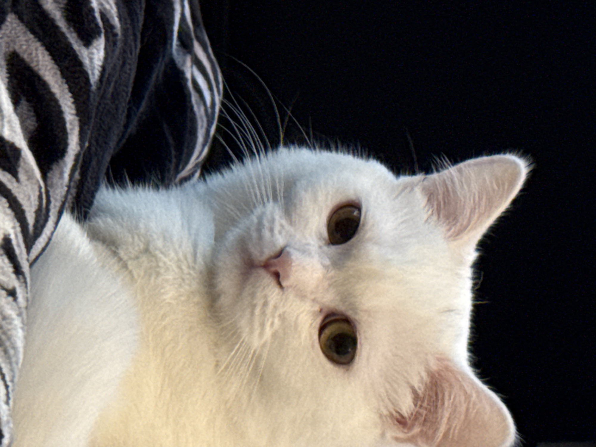 A close-up, eye-level shot showcases a white cat with amber eyes against a dark background. The cat is positioned on the left side of the frame, with its head tilted slightly to the right, looking directly at the viewer. Its fur is white with hints of pink visible on its ears and nose. The cat's whiskers are long and white, fanning out from its face.
The cat is resting on a black and white striped fabric, possibly a blanket or cushion, which occupies the bottom portion of the frame. The fabric has a textured appearance, with the stripes being irregular and somewhat blurred. The background is entirely black, creating a stark contrast with the white fur of the cat and drawing attention to its facial features. The lighting appears to be coming from the front and slightly from the right, highlighting the cat's face and casting a soft shadow on the left side. The overall impression is one of quiet contemplation, with the cat appearing calm and composed.