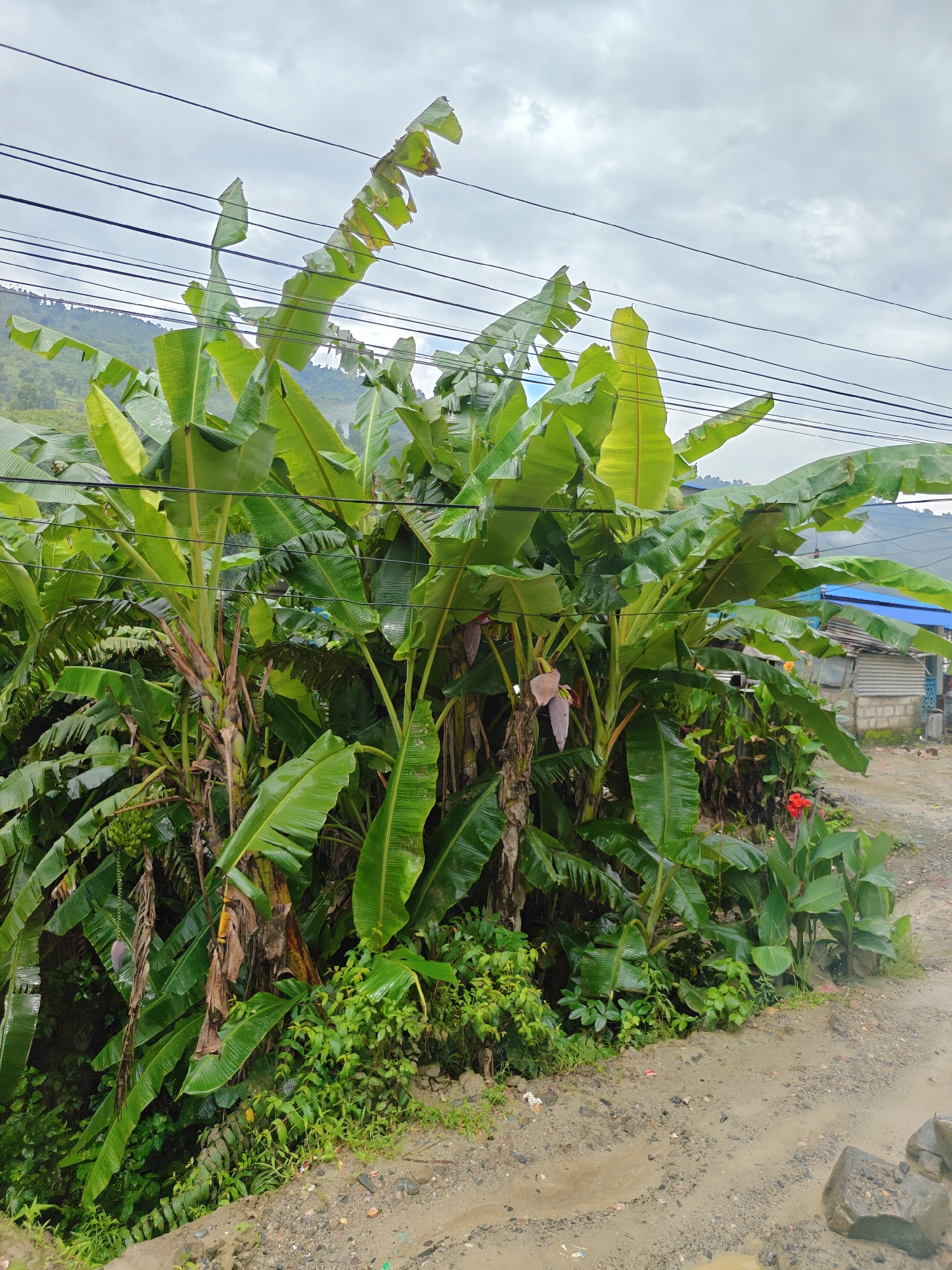 The image depicts a cluster of lush banana trees situated along a dirt road in the city of Thakre, Nepal. The banana trees are in full growth, with large green leaves dominating the foreground and midground. In the distance, a hillside covered in vegetation is visible under a cloudy sky, with utility lines crisscrossing overhead. Adjacent to the banana trees, a small, rustic building with a corrugated metal roof and concrete walls can be seen. A single bright red flower blooms near the edge of the road, adding a touch of color to the scene. The road itself appears wet and muddy, with puddles of water suggesting recent rainfall. Scattered rocks and debris are visible along the roadside.
