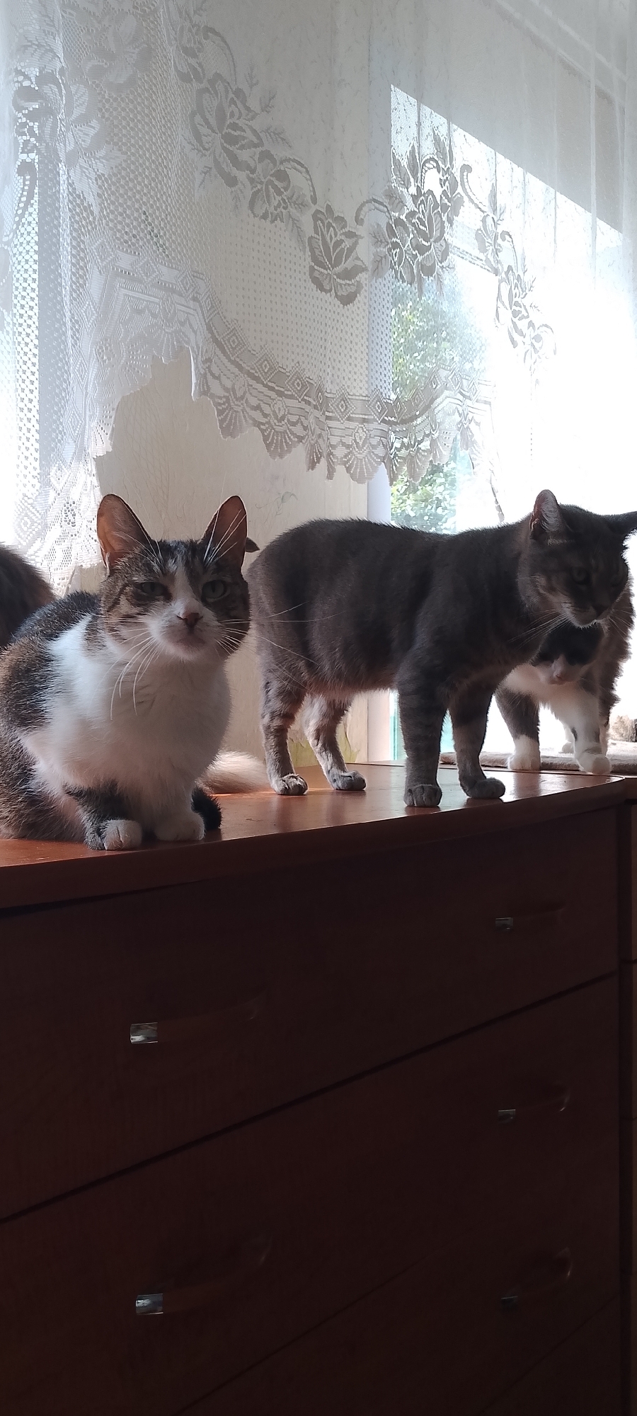 Three cats are positioned on top of a dark brown wooden dresser in a room. The cat on the left is a tabby and white domestic shorthair, facing forward with its body angled slightly to the right. It is sitting down. To its right, a grey tabby domestic shorthair stands facing away from the camera, with its body partially obscured by the other cats. Another cat, mostly obscured by the grey tabby, appears to be a grey and white domestic shorthair, and it is also standing and facing away. The cats are on a surface with lace curtains visible in the background, which are illuminated by bright sunlight streaming through a window, creating some glare. The dresser has visible drawer handles. The image was taken indoors.