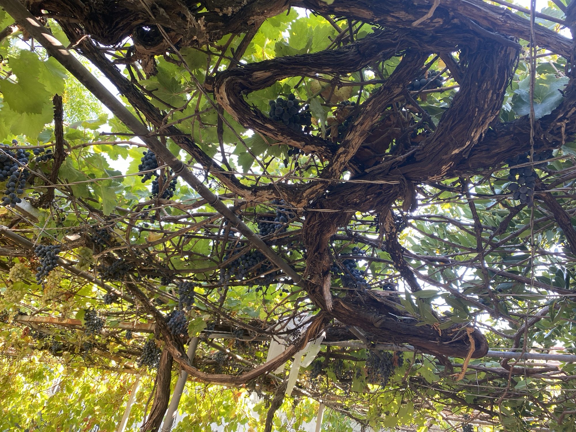 The image shows a close-up view of a thick, gnarled grape vine growing on a metal trellis. Bunches of dark purple and light green grapes hang from the vine amidst lush green leaves. Sunlight filters through the canopy, creating dappled light and shadow. In the background, out of focus, are more grape vines and foliage, suggesting a vineyard or garden setting. The thick, twisted branches of the main vine dominate the foreground, showcasing its age and robust growth. The overall impression is one of abundance and natural beauty. The location is Zgrade, Montenegro.