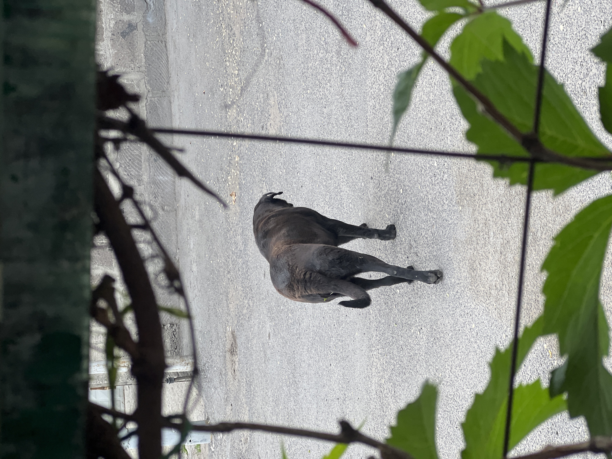 A dark-colored dog lies on a concrete surface, likely a street or sidewalk. The dog appears to be resting or sleeping. The dog has its head turned slightly toward the upper left of the image. The image is partially obscured by vegetation (leaves and branches) in the foreground. Yerevan, Armenia, is not discernible from the image.
