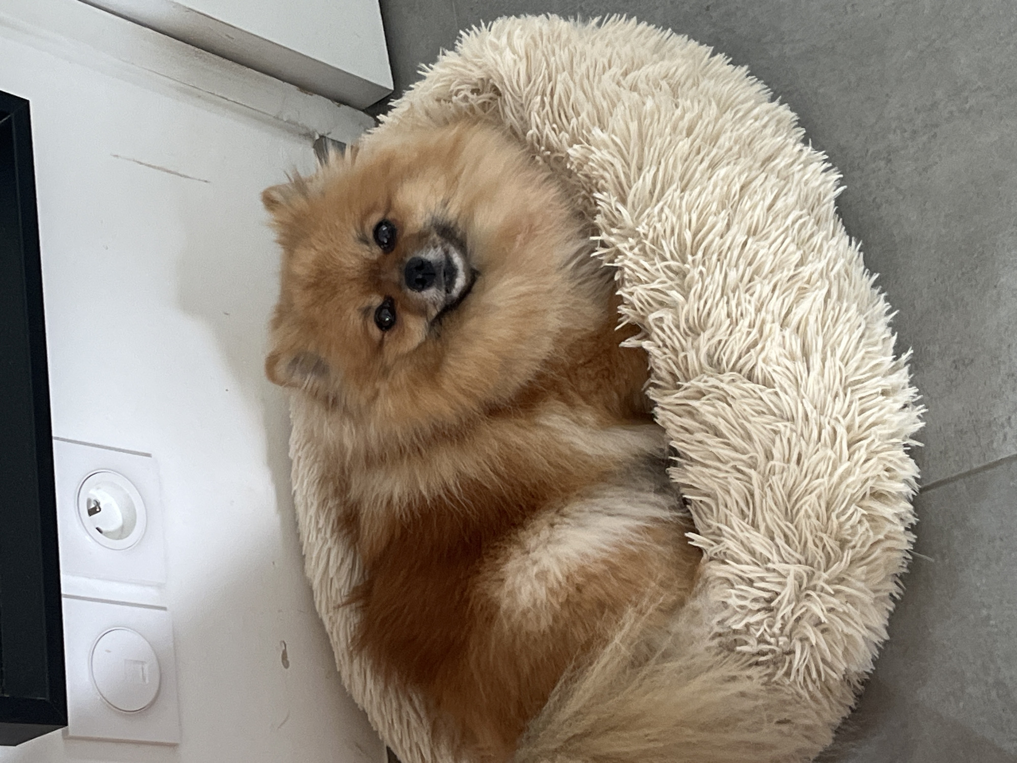 A Pomeranian dog lies curled in a fluffy, circular dog bed. The dog has a brown and tan coat and is looking directly at the camera. The dog bed is off-white. The dog is lying near a white wall with electrical outlets and a dark object to the left. The floor appears to be gray tile. The location is identified as Chambœuf, France.
