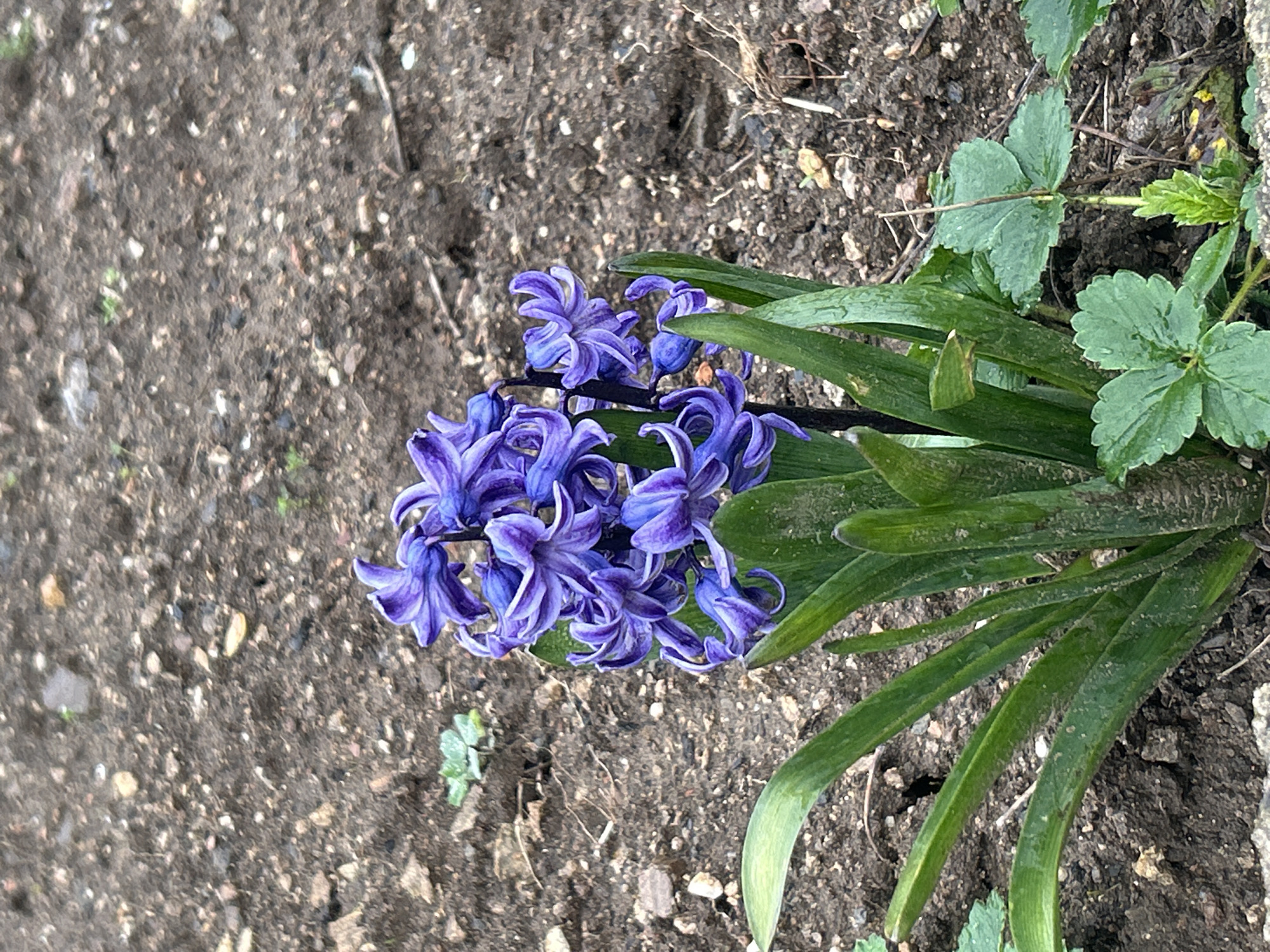 A close-up, ground-level photograph depicts a cluster of vibrant purple hyacinth flowers with slender green leaves emerging from the soil. Patches of dirt and small stones surround the plant, and some leaves from another plant are seen near the hyacinths. The scene conveys an outdoor setting in a garden or natural area. The location in the city of Zlatograd, Bulgaria cannot be confirmed from the image alone.