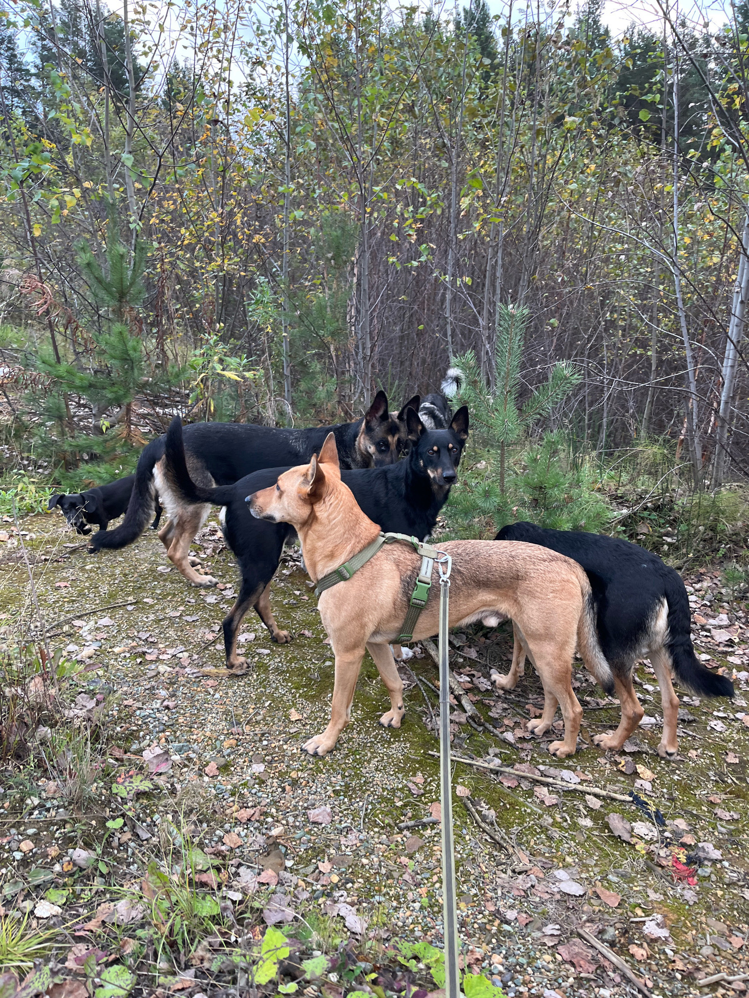 Four dogs are standing on a gravelly path in a wooded area. The dogs are of varying sizes and colors, including black, tan, and a mix of black and tan. Two of the dogs are wearing collars. The environment is characterized by deciduous trees with some yellowing leaves, indicating autumn. The ground is covered with leaves and small stones. The lighting suggests an overcast day. The scene appears to be in a natural or semi-natural setting outside of a dense urban environment. There are no visible people in the image. The location is identified as Nizhny Tagil, Russia.