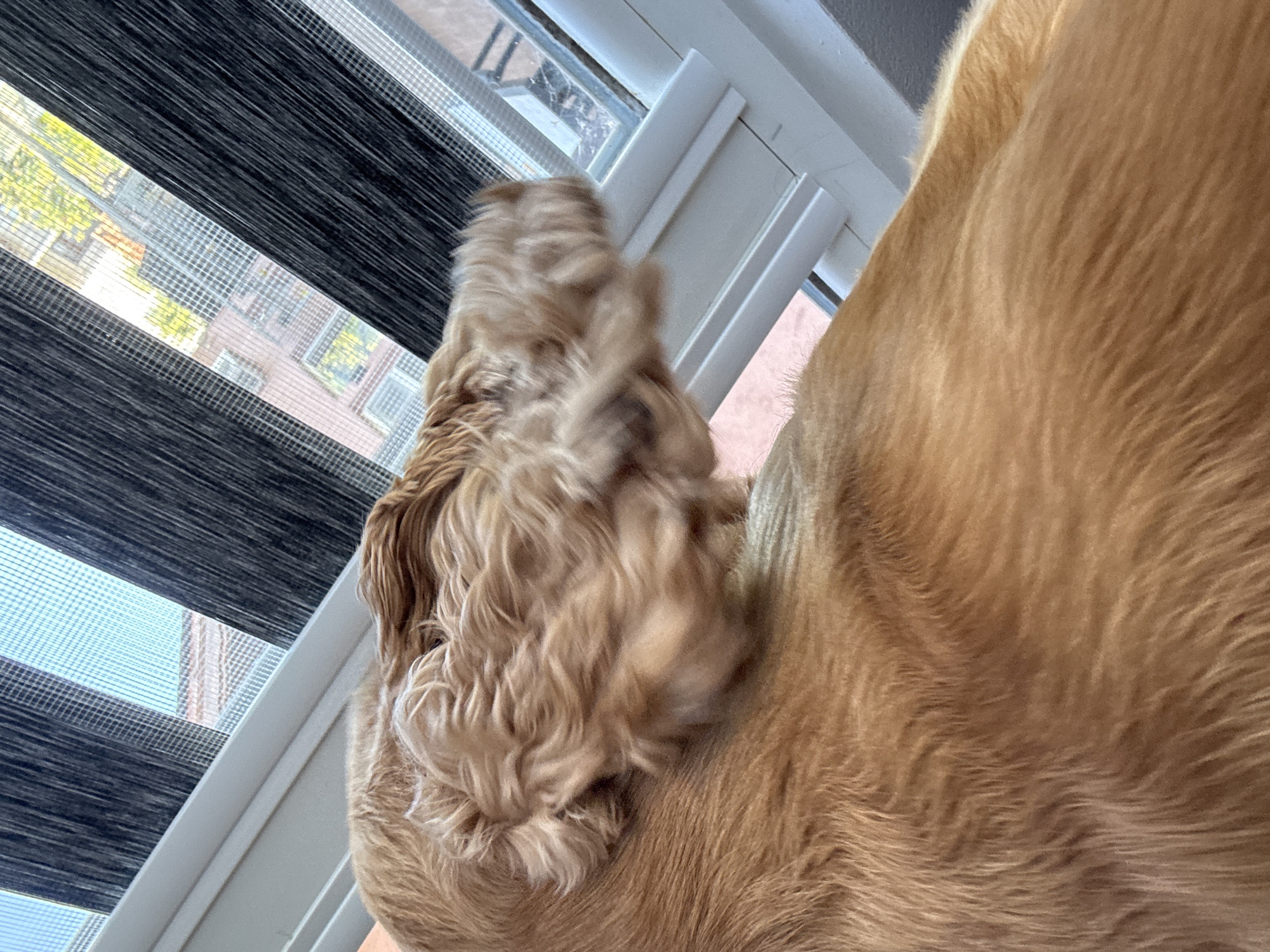 A close-up, high-angle shot shows the back and curled ear of a light brown dog, likely a Cocker Spaniel, resting near a window. The dog's fur is golden brown and appears soft and slightly wavy, especially around the ear. Behind the dog, a window is visible, covered by alternating dark gray and sheer white blinds, creating a striped pattern. Through the gaps in the blinds, the facade of a building with windows can be seen, suggesting an urban or suburban setting. The window frame is white. The image does not provide specific information about the city of Dibich, Bulgaria, as the scene is generic and lacks identifying landmarks.