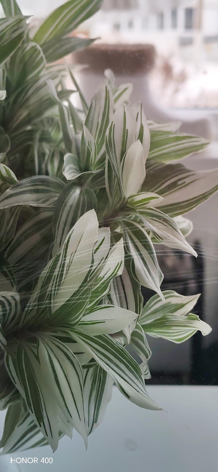 The image captures a close-up view of a variegated houseplant, positioned indoors, overlooking an exterior scene in the city of Noviy, Russia. The plant, occupying the majority of the foreground, exhibits numerous overlapping leaves characterized by prominent white and green stripes. Fine, transparent filamentary structures are visible across several leaves. The background, observed through a window, is significantly out of focus, displaying blurred, light-toned architectural forms consistent with an urban environment or distant buildings under diffused light conditions. No individuals or discernible actions are present in the scene.