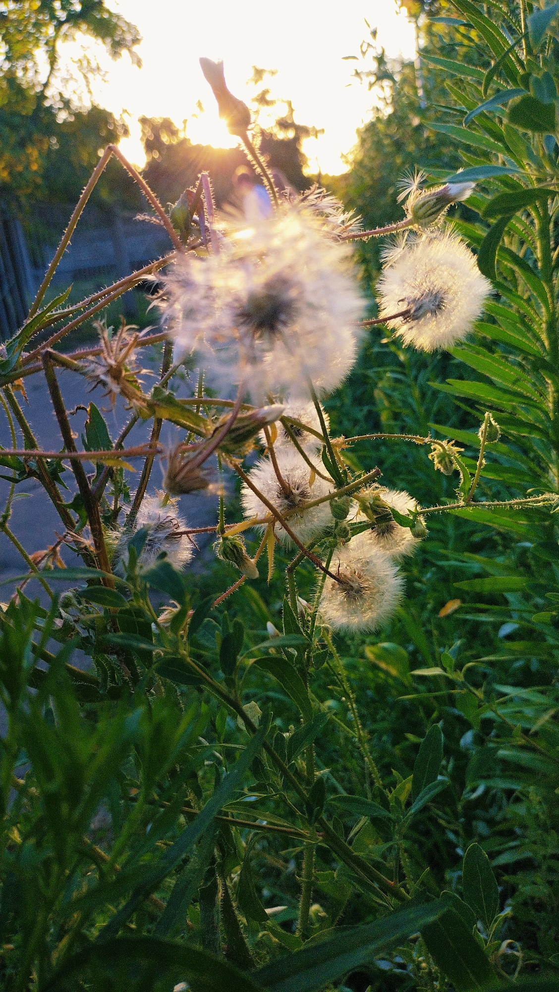 The image is a close-up shot of dandelion seed heads and green foliage, bathed in the warm glow of sunset. The background is blurred, suggesting an outdoor environment, possibly a park or a natural area within the city of Horishni Plavni, Ukraine. The light filters through the seed heads, creating a soft, ethereal effect. There are no people or animals visible in the scene. The focus is on the delicate structure of the dandelions and the vibrant green of the surrounding plants.