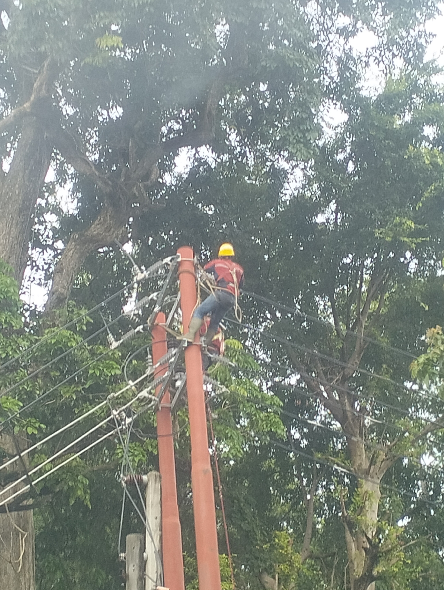 A lone individual wearing a yellow hard hat and a red shirt with blue jeans and green boots is working on utility poles and power lines. The person is positioned on a wooden pole, suspended by a safety harness, and appears to be interacting with the electrical equipment. The scene is set outdoors amidst lush green foliage and trees, suggesting a natural or semi-rural environment. Two prominent orange utility poles are visible, supporting a network of overhead power lines and electrical insulators. The image is slightly blurry, indicating it may have been taken from a distance or with a handheld device. The overall impression is one of an electrical worker performing maintenance or repairs on the power infrastructure.