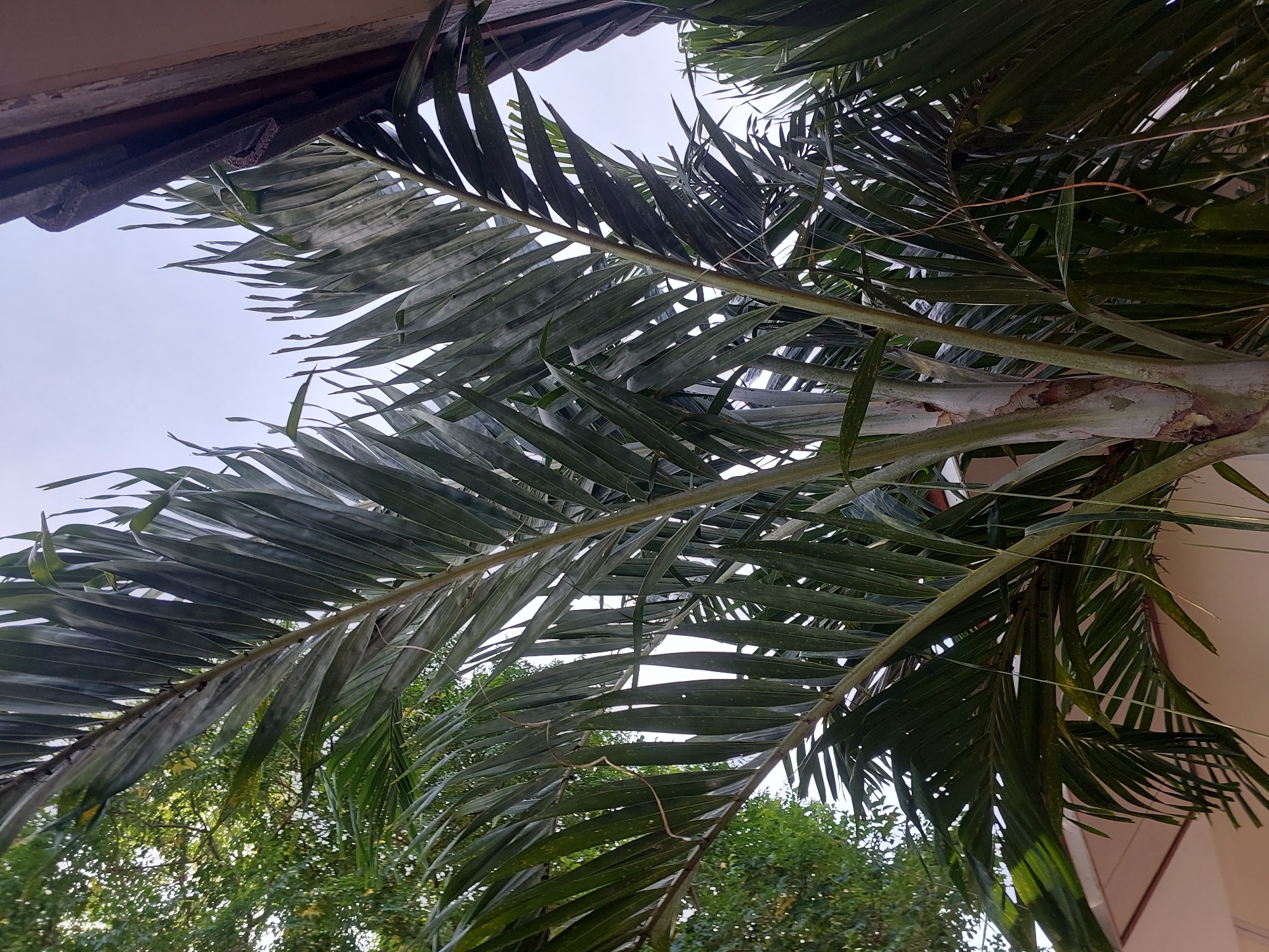 This image shows a close-up view of a palm tree in Baan Mae Nam, Thailand. The palm tree's fronds are dark green and feathery, with some of them extending towards the right side of the frame, obscuring a portion of the sky. The trunk of the palm tree is visible in the lower center, appearing rough and segmented. In the background, there is a building with a beige wall and a brown roofline on the right, and lush green foliage on the left. The sky is overcast and light gray, suggesting it may be daytime with cloudy weather. There are no people or animals visible in the image. The overall scene is one of tropical vegetation and architecture.