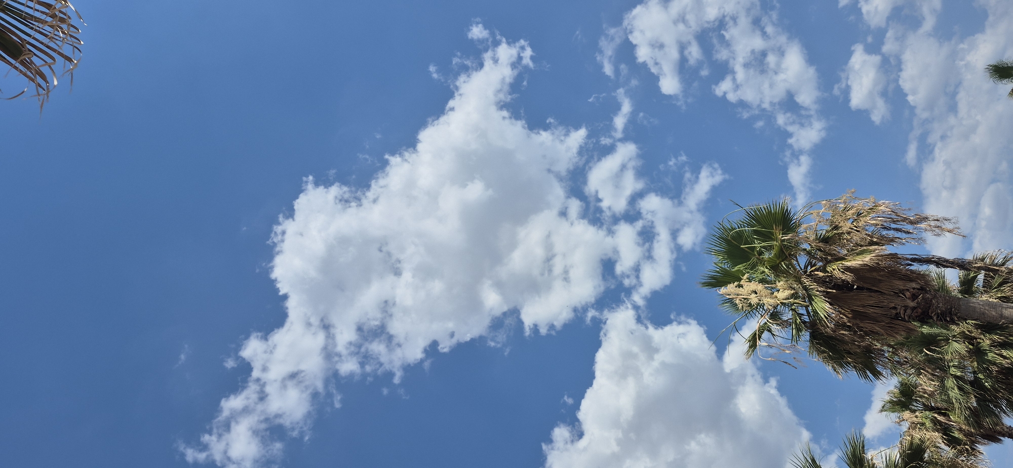 The image depicts a bright blue sky filled with fluffy white clouds. In the foreground, the fronds of several palm trees are visible, some lush and green, others dry and brown, suggesting a tropical or Mediterranean climate. The fronds are angled as if blown by a gentle breeze. The sun appears to be high in the sky, indicating midday. The scene is set outdoors, likely in a coastal area given the presence of palm trees and the open sky. There is no visible text or discernible activity or event taking place beyond the natural elements of the sky and foliage. The overall mood is one of a warm, clear day. Given the location context of Paleo Faliro, Greece, this scene likely represents a typical sunny day by the coast.