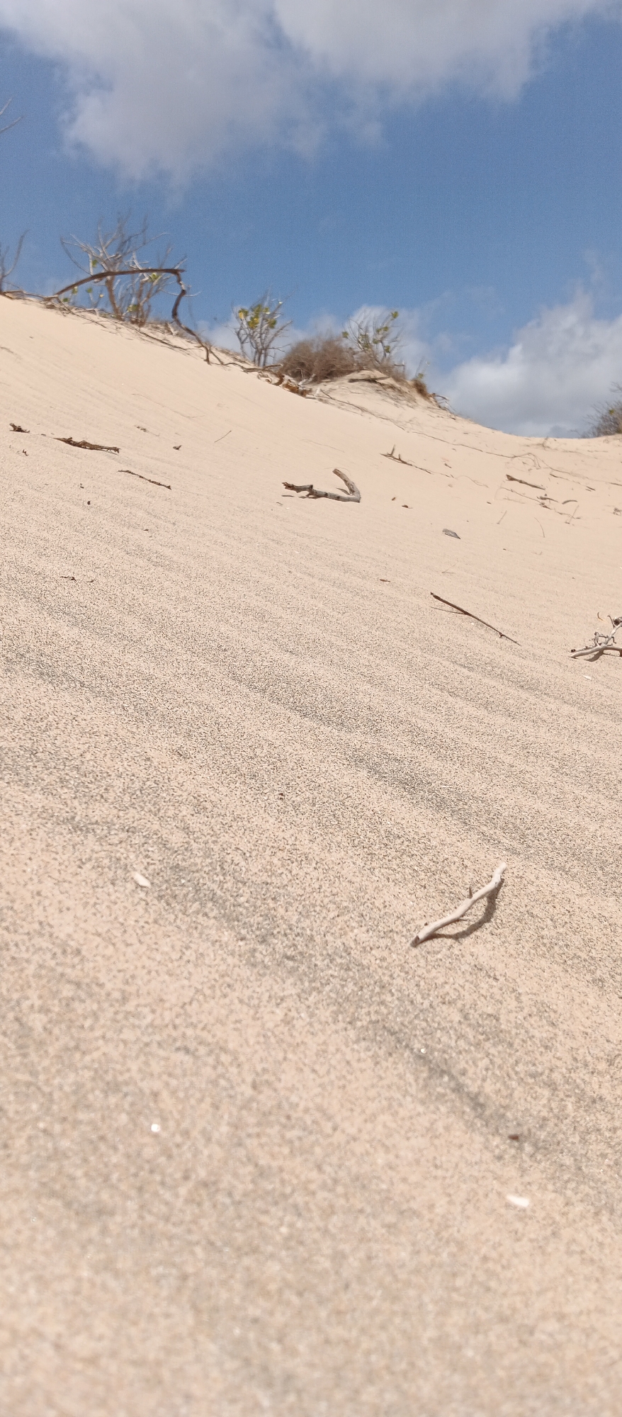 This is a close-up, low-angle, vertical shot of a sand dune under a bright, partly cloudy sky. The sand is a light tan color and shows the texture of ripples and small grains, with some darker specks scattered throughout. A few small, dried branches and twigs are scattered across the sand, some lying flat and others propped up at angles.
In the background, the dune rises, revealing sparse vegetation with dry, wispy branches and small green leaves. The sky above is a vibrant blue with scattered white, puffy clouds.
The scene depicts a natural, arid landscape, likely a coastal or desert environment, suggesting a sunny day with good weather. The time of day appears to be daytime, given the brightness and the shadows cast by the twigs. The location is identified as Altagracia, Venezuela. There is no visible text in the image.
