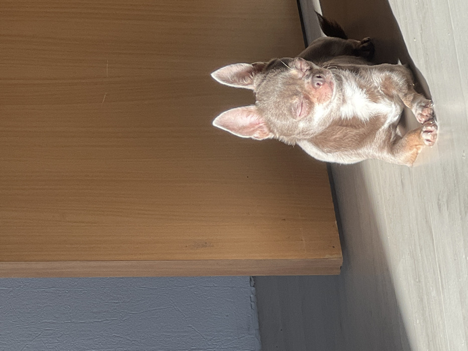 A light brown and white Chihuahua, eyes closed, is lying prone on a light-colored wooden floor, basking in a rectangular patch of bright sunlight. Its front paws are tucked together, and its ears are erect. In the background, to the left, a light brown wooden door stands slightly ajar, revealing a textured, bluish-grey wall and a shadowed area of the floor behind it. The scene takes place indoors, in what is identified as a location within the city of Saint Petersburg, Russia. No other subjects or actions are visible.