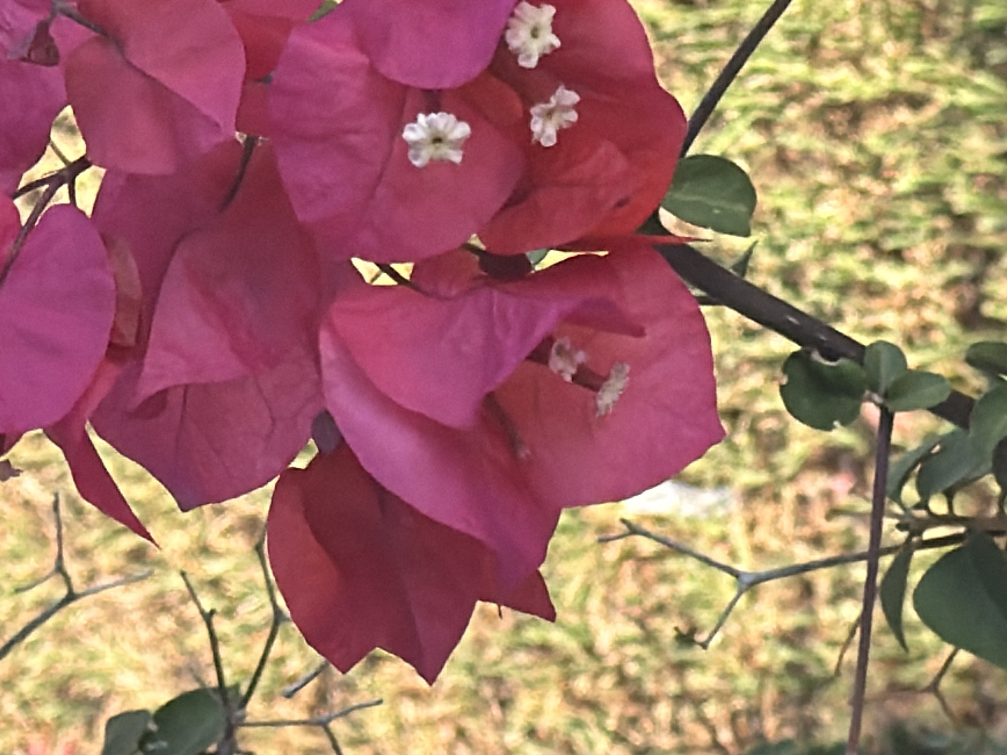 A close-up, vertical, eye-level shot shows several bright pink bougainvillea bracts with small white flowers clustered within. The bracts are slightly wrinkled and have visible veins. In the background, out of focus, is a dry, grassy area with dappled sunlight. The scene appears to be outdoors, possibly in a garden setting. The image does not provide information about the city of Viglafia, Greece.