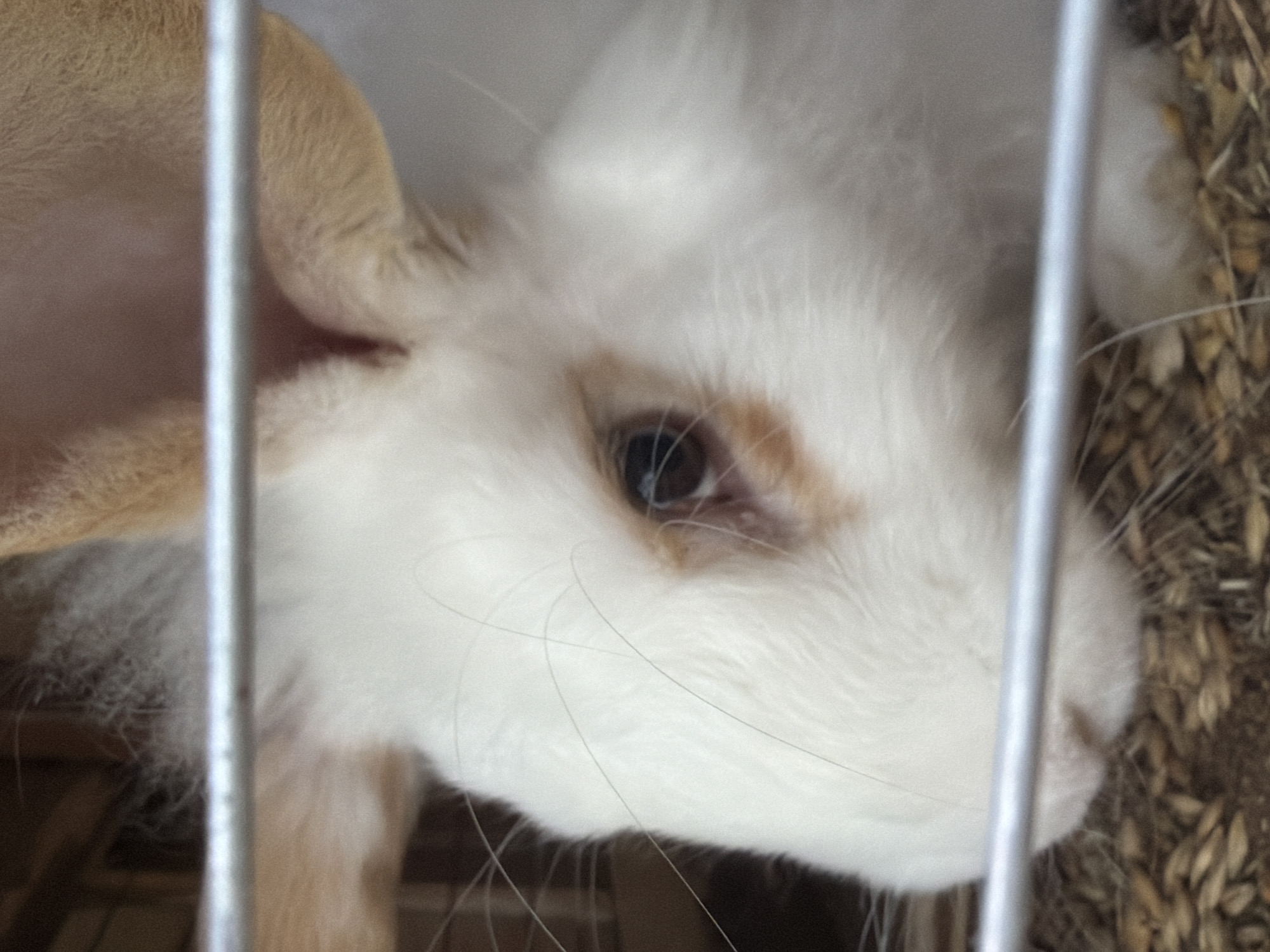 A close-up photograph captures the head and upper body of a rabbit, seen through the vertical bars of an enclosure. The rabbit has predominantly white fur, with notable light brown or tan markings around its right eye and on its visible left ear. Its dark eye is open and appears calm, looking towards the right side of the frame. Long, fine whiskers extend from its muzzle. Two vertical metal bars are prominent in the foreground, partially obscuring the rabbit's face and body, indicating it is behind a cage or similar barrier. In the background, particularly to the right, is a visible texture of straw or hay, suggesting bedding or feed within the enclosure. The lighting is soft, providing no specific cues for the time of day or outdoor weather. The rabbit is still, resting or observing its surroundings. No text is visible in the image. The scene depicts a domestic animal in an enclosed environment.