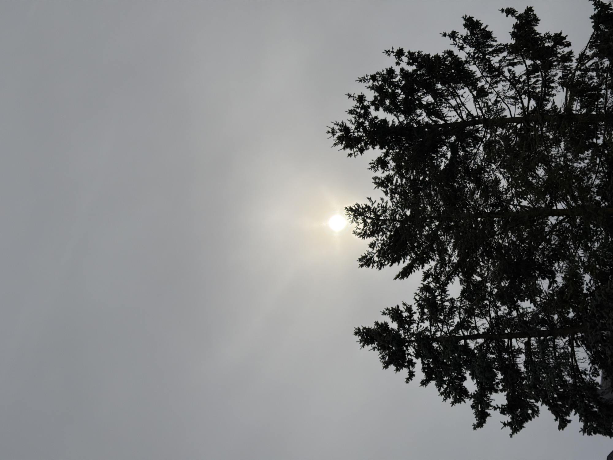 The image captures a low-angle view of tree branches silhouetted against a bright, diffused light source, presumably the sun, on a cloudy day. The sky is a uniform grey, suggesting overcast conditions. The location is unknown.
