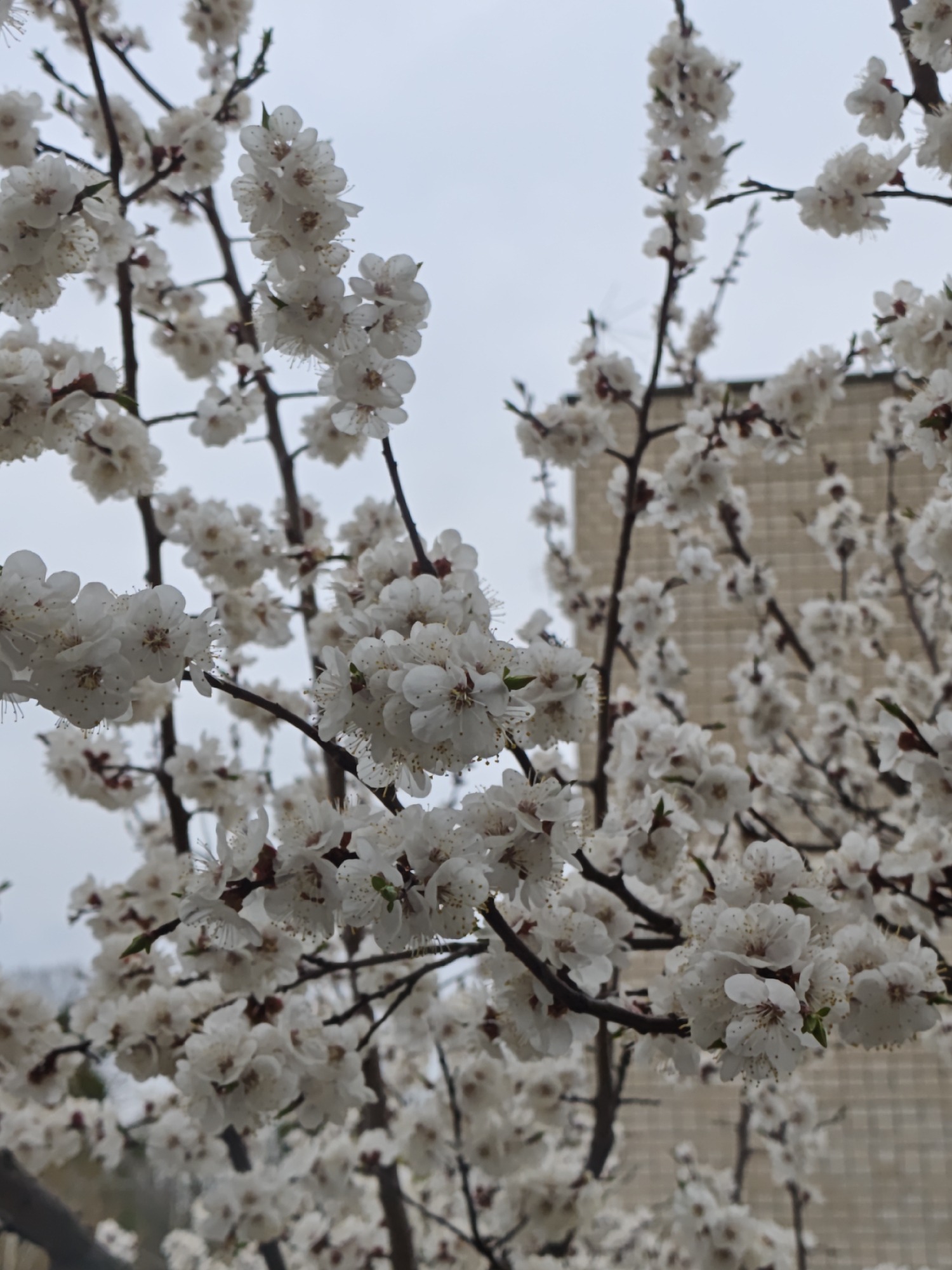 The image shows blooming apricot trees in Vinnytsia, Ukraine. The blossoms are white with delicate petals and brown or green centers. The branches are brown and bare except for the blossoms. In the background, a building with a light brick facade is visible. The sky is overcast and grey. There are no people visible in the image.