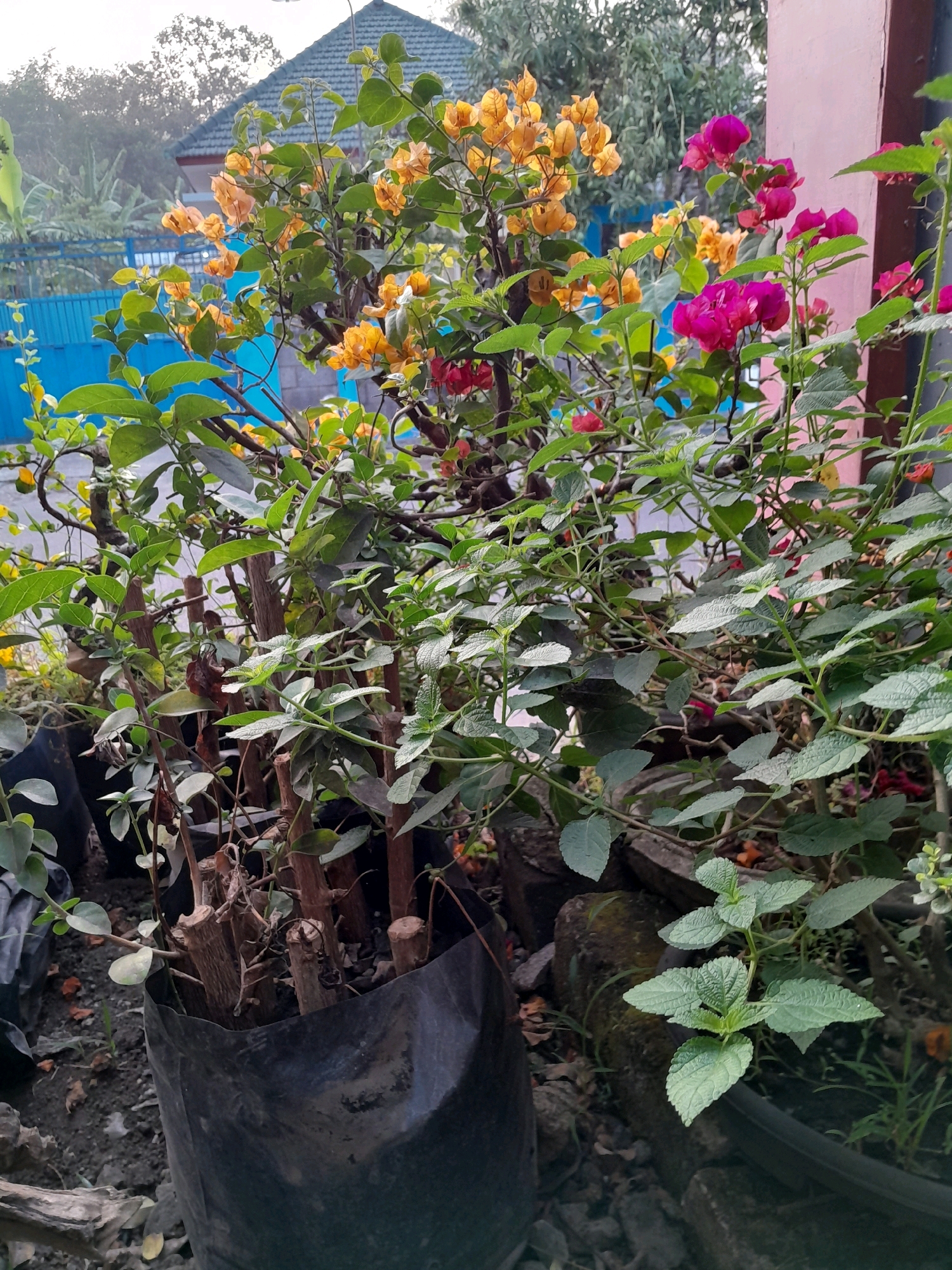 This is an outdoor, eye-level, close-up photograph of a flowering bougainvillea plant with multiple blooms. The plant has yellow and magenta flowers, surrounded by green leaves. The plant is in a black plastic bag, and there are several dry branches protruding from the bag. The background includes a blue fence, a house with a teal roof, and trees. The scene appears to be in Glanggang, Indonesia, based on the provided context, suggesting a residential or garden setting. There are no people visible in the image.