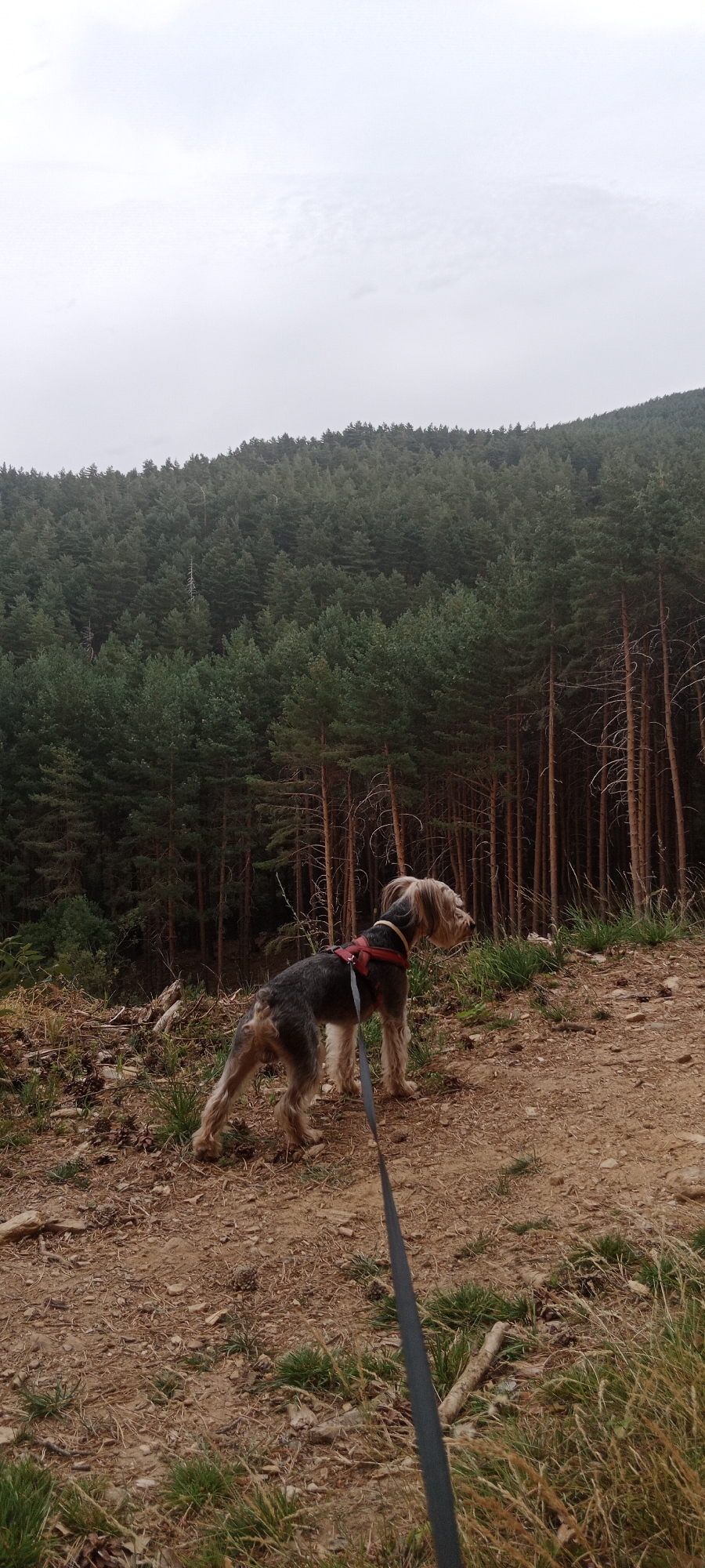 A medium shot captures a scruffy, terrier-like dog standing on a dirt path. The dog is facing right, with its head turned slightly to the right, looking out of frame. It wears a red harness with a black leash attached, which extends downward and to the right. The dog has a tan and grey coat with a scruffy texture.
The path is made of brown dirt and scattered with small stones and dry pine needles. To the left of the path, the ground is covered in loose soil, twigs, and some patches of green grass.
Behind the dog, a dense forest of tall, thin pine trees stretches across the middle ground and continues up a hillside. The trees are dark green and closely packed, creating a textured backdrop. The ground in the foreground and middle ground slopes upward towards the forest.
The sky above is overcast and a pale, washed-out grey, suggesting a cloudy day. The overall impression is of a natural, outdoor setting in a hilly, forested area, likely within the vicinity of Cerezo de Arriba, Spain, based on the presence of pine forests characteristic of the region.