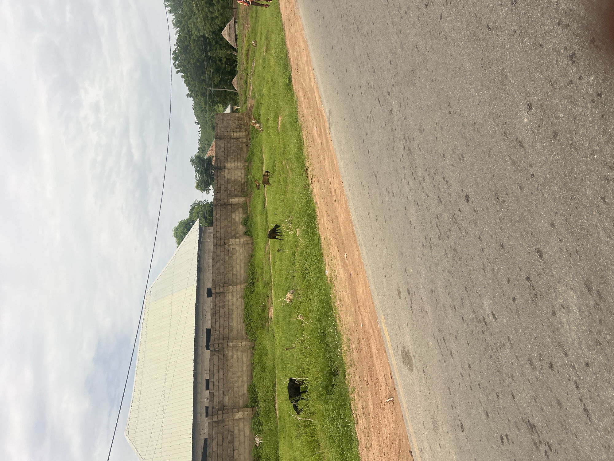The image depicts a rural scene in Minda, Nigeria. The foreground is dominated by a grey asphalt road with a dirt shoulder. To the left of the road, a grassy area is populated by several goats grazing. Behind the goats, a low, light-colored brick wall runs horizontally across the frame. Further back, a building with a corrugated metal roof is partially visible. In the distance, a line of trees forms a backdrop, suggesting a hilly or mountainous terrain. The sky is overcast with scattered clouds. The overall lighting suggests it is daytime, likely mid-morning or afternoon, with no strong shadows. The image is oriented vertically, with the road and grassy area extending upwards from the bottom of the frame. The scene appears peaceful and agrarian, with the animals peacefully grazing. There are no visible signs of text in the image.