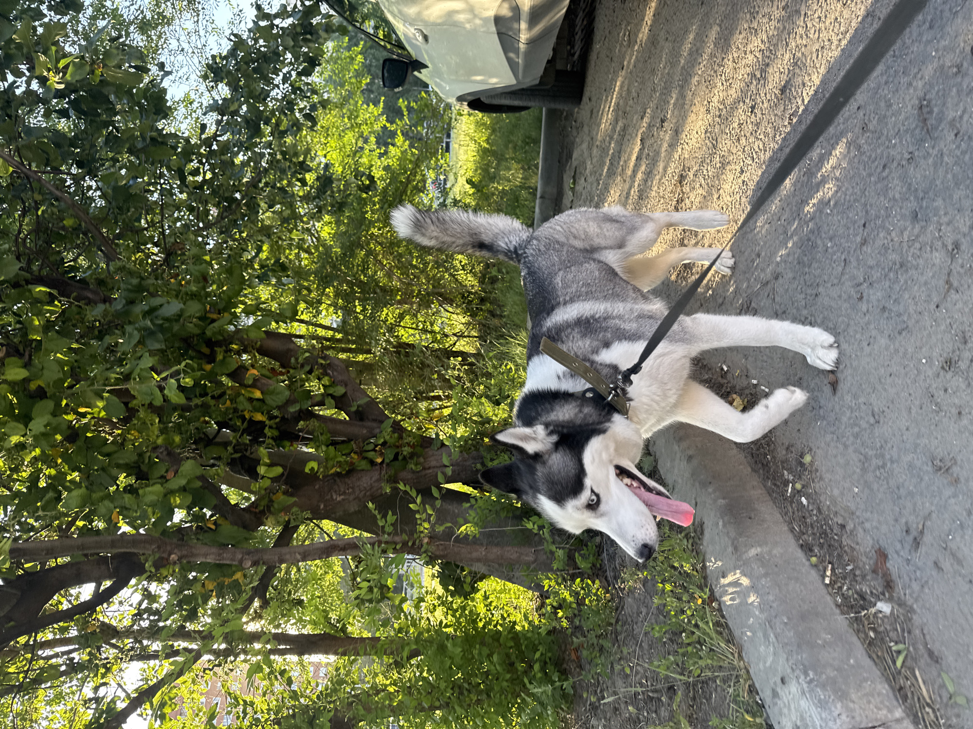 A husky dog on a leash walks on a paved area next to a curb and a grassy area with trees. The dog is facing left with its mouth open and tongue out. A light-colored car is parked to the right of the dog. The sun is shining, creating shadows on the ground. The background features green trees and foliage.