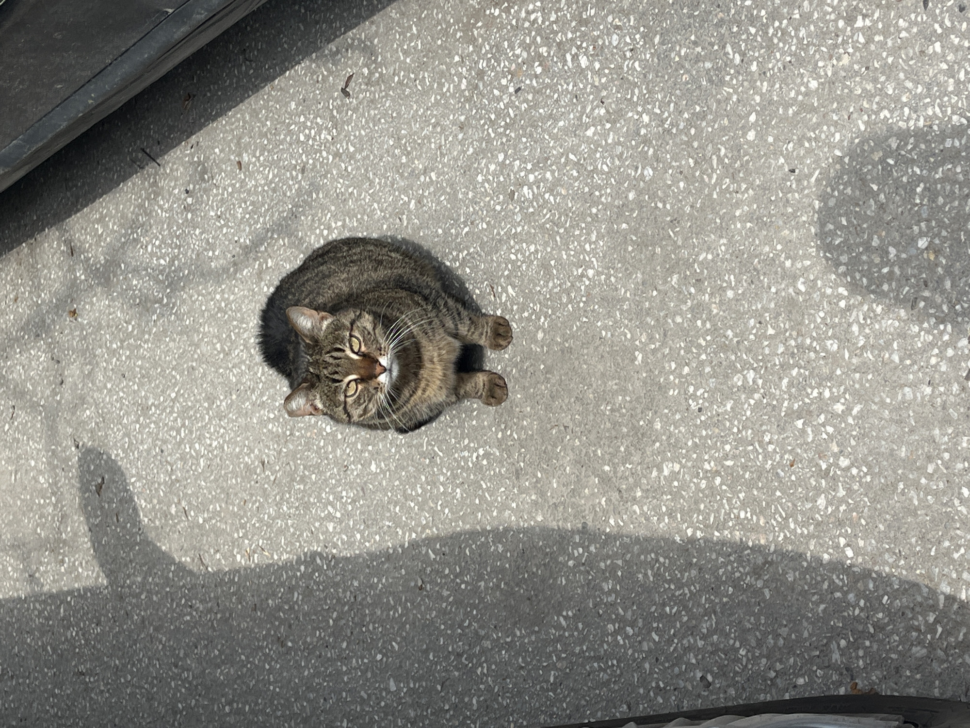 A gray tabby cat sits on a gray concrete surface, possibly a sidewalk or parking area. The cat faces the camera with its ears perked and eyes open. A shadow cast by the cat and other objects, including a vehicle, indicates bright sunlight. The location is unknown in Plovdiv, Bulgaria.