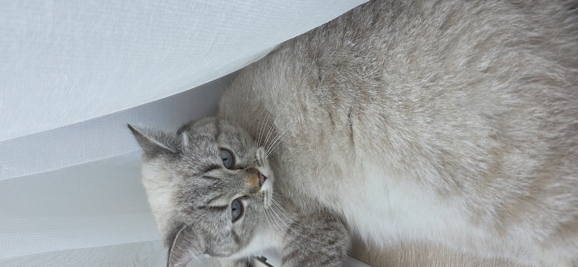 A lynx-point cat with blue eyes and light-colored fur is lying down indoors, partially concealed by sheer white curtains. The cat's head is turned to its left, with its gaze directed downwards. The background consists of the white curtains and a light-colored surface that appears to be a windowsill or floor. The image does not provide any information about the city of Sumgayit, Azerbaijan, or any specific location within it.
