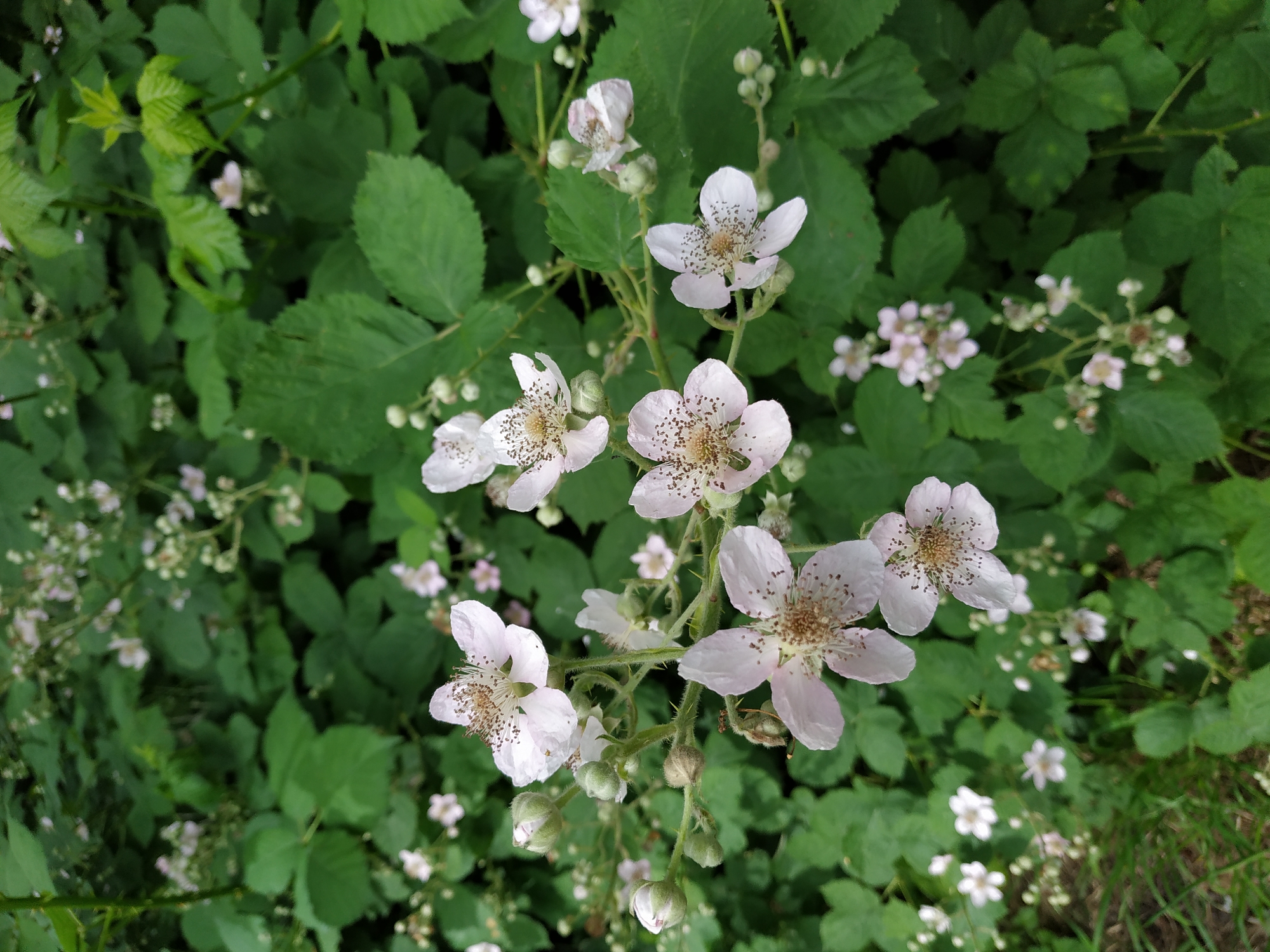 A close-up photograph depicts a cluster of white to pale pink flowers with prominent light brown stamens, set against a background of dense green foliage. The flowers exhibit five distinct petals, and several are accompanied by unopened green buds on their stems. The visible stems are green and feature small thorns. The leaves are dark green, possess serrated edges, and appear to be compound, consistent with the *Rubus* genus, such as blackberry. The background consists of out-of-focus green leaves and additional, smaller blossoms of the same plant, indicating extensive growth. The scene is illuminated by natural, diffused light. This image was captured in Dortmund, Germany.
