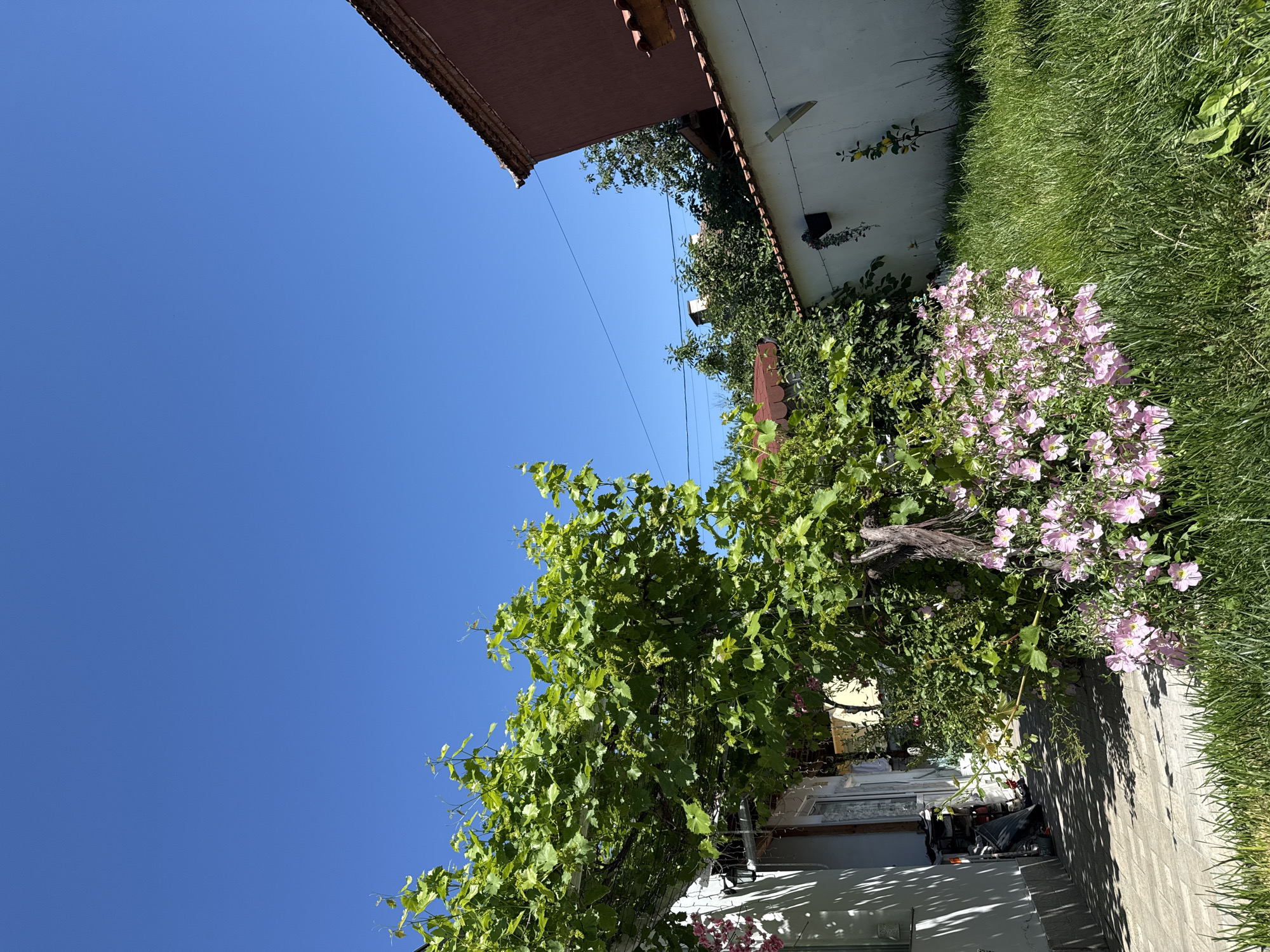 The image shows a view of a residential area in Elhovo, Bulgaria. The camera is positioned low, looking upwards at a clear blue sky. In the foreground, a lush grapevine covers an arbor or trellis, with green leaves and young grapes visible. To the right, pink flowers bloom alongside a patch of green grass. A white building with a red-tiled roof forms the backdrop, partially obscured by the vegetation. The shadow of the trellis is cast on a brick-paved pathway, where various objects are stored, including tires and other assorted items, in the shadow behind the arbor. Utility lines stretch across the sky, adding to the urban setting.