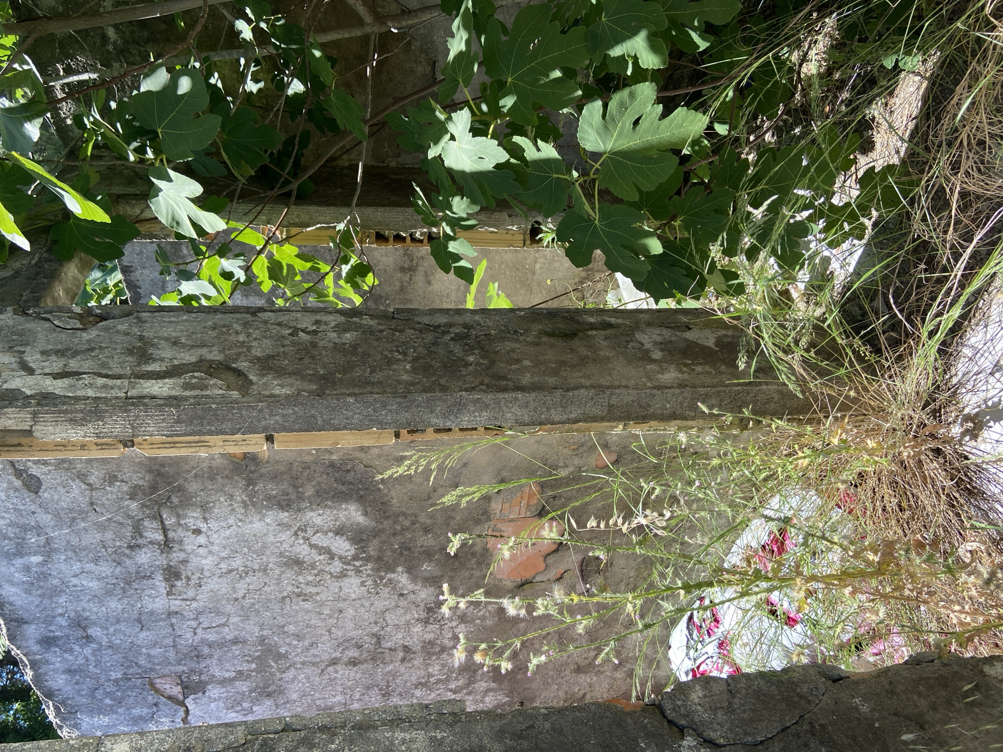 A low-angle, overhead shot reveals a deteriorating concrete structure, possibly a building or bridge, overrun with vegetation. Green fig leaves dominate the upper portion of the frame, casting shadows on the cracked and aged concrete surfaces below. The concrete exhibits signs of weathering and decay, with exposed wooden support beams visible in the gaps. Weeds and grasses, some dried and others still green, sprout from the concrete and hang downwards, partially obscuring a white object with red and pink patterns in the lower right corner. Patches of brickwork are visible within the concrete structure.