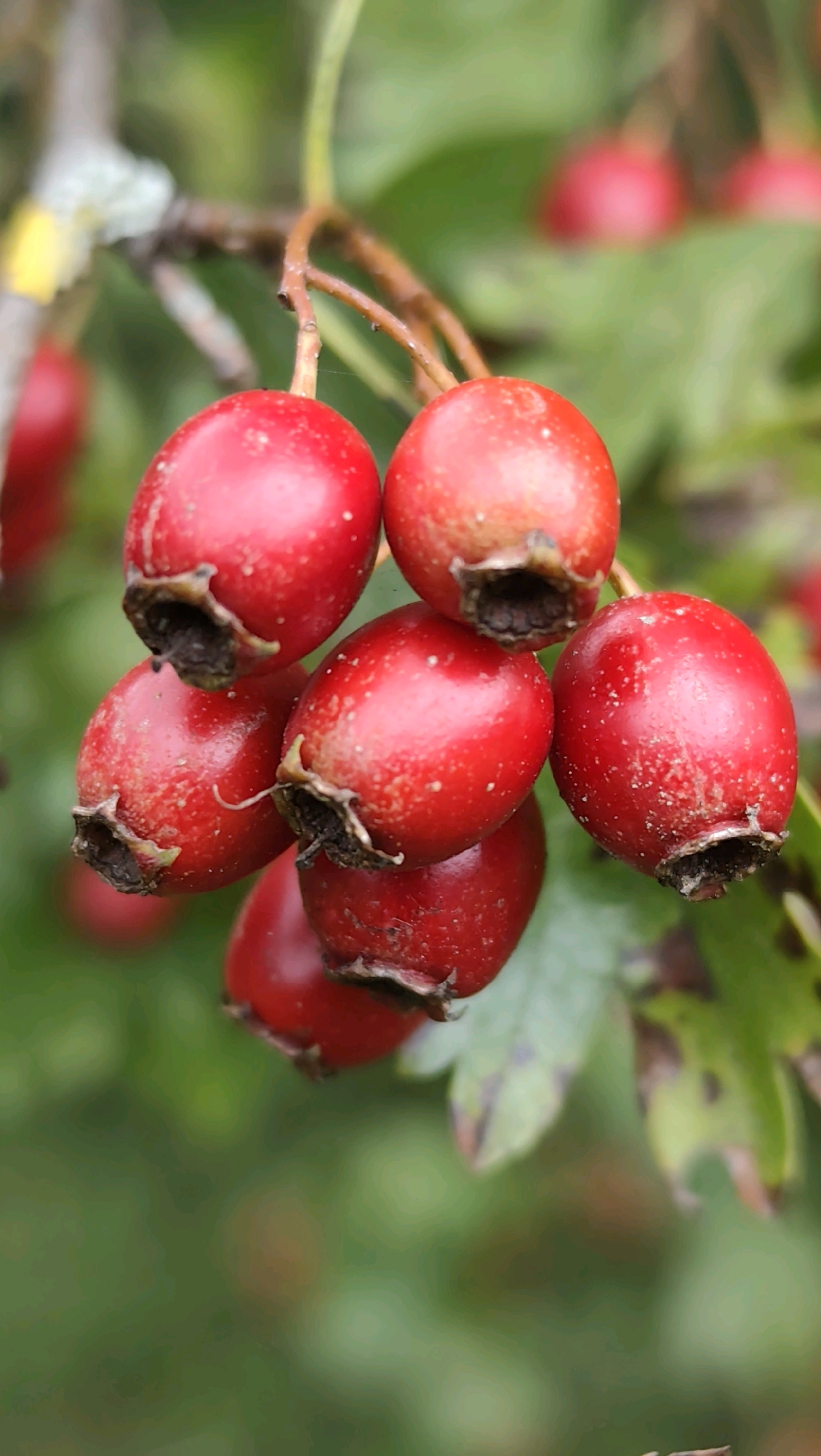 The image is a close-up, vertical shot of several bright red hawthorn berries clustered together on a branch. The berries are round with a slightly flattened top and a dark calyx at the bottom. Some berries have small white speckles on their surface. The background is a soft blur of green foliage, indicating an outdoor setting. The image does not contain any specific details about the city of Jonava, Lithuania.