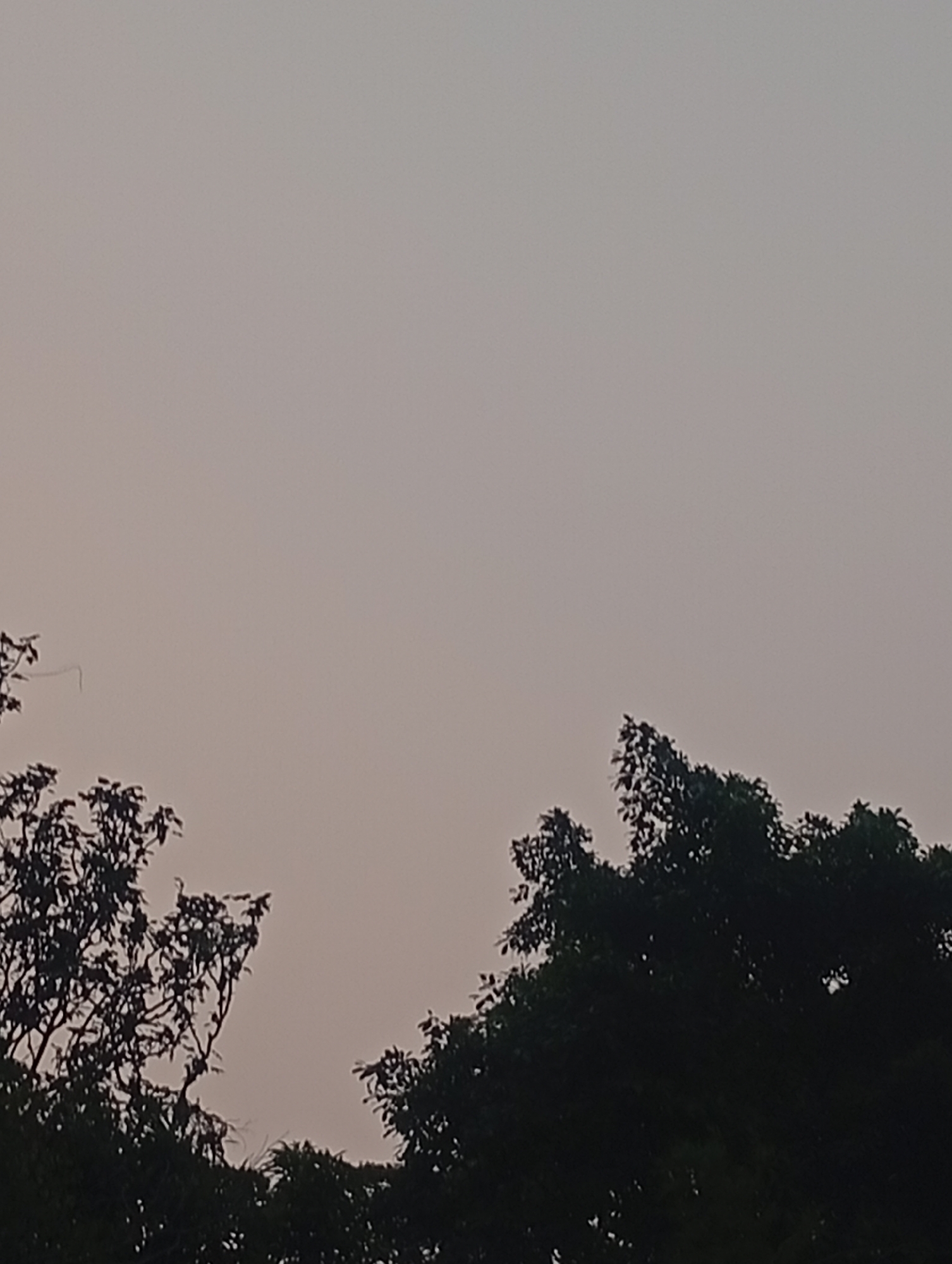 The image shows a silhouetted view of trees against a hazy, overcast sky. The sky occupies the majority of the frame, with the tops of dark green trees visible at the bottom. The trees are dense and leafy, with some branches extending upwards. The overall impression is one of a natural landscape under a muted sky. The location is specified as Kemang, Indonesia.