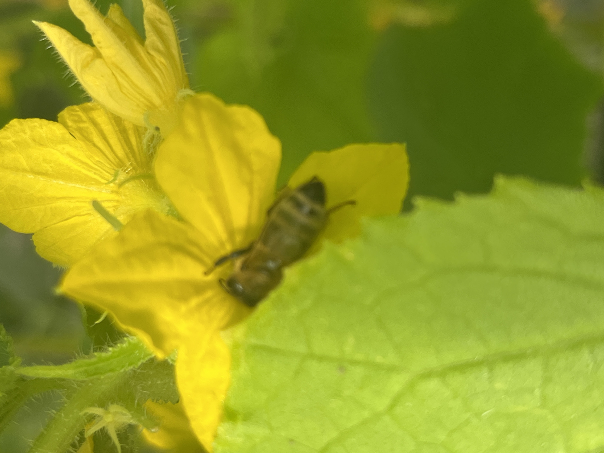 A bee is seen on a yellow flower, likely a cucumber blossom, in the village of Vladimirovka, Russia. The bee is positioned in the center of the flower, appearing to be collecting nectar or pollen. The flower is yellow with delicate petals and a fuzzy stem. A bright green leaf is partially visible in the foreground, out of focus. The background is a soft blur of green foliage, suggesting an outdoor, natural setting. The image is a close-up shot, focusing on the interaction between the bee and the flower.