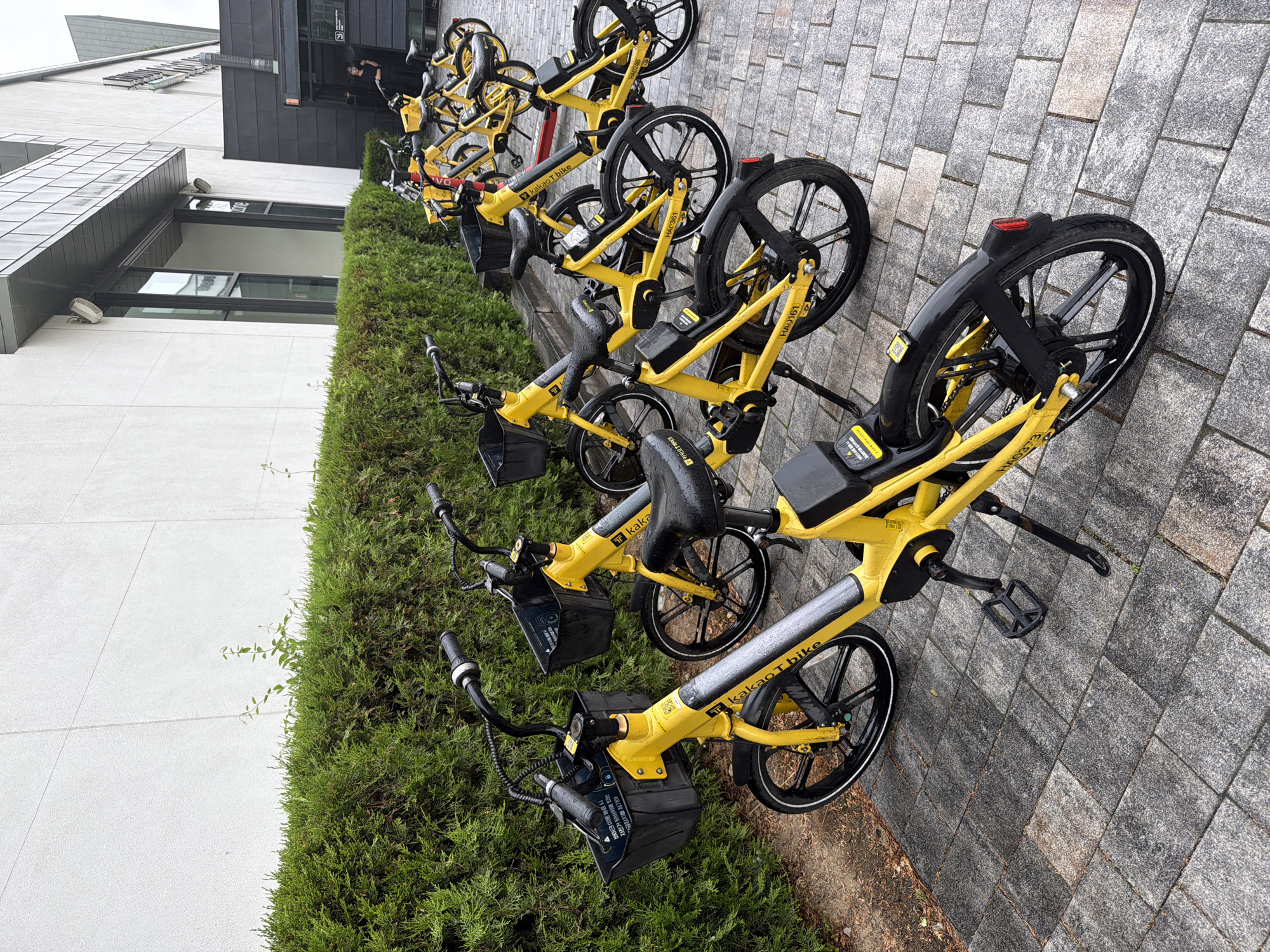 The image shows a row of yellow Kakao T bikes parked on a gray brick sidewalk in Gimpo-si, South Korea. A green hedge borders the bikes on one side, and a modern building is visible in the background. The bikes have black wheels and details, with a basket on the front and a small screen or panel above the front wheel. Some of the bikes have license plates reading HA0161, HAC361, and A024.