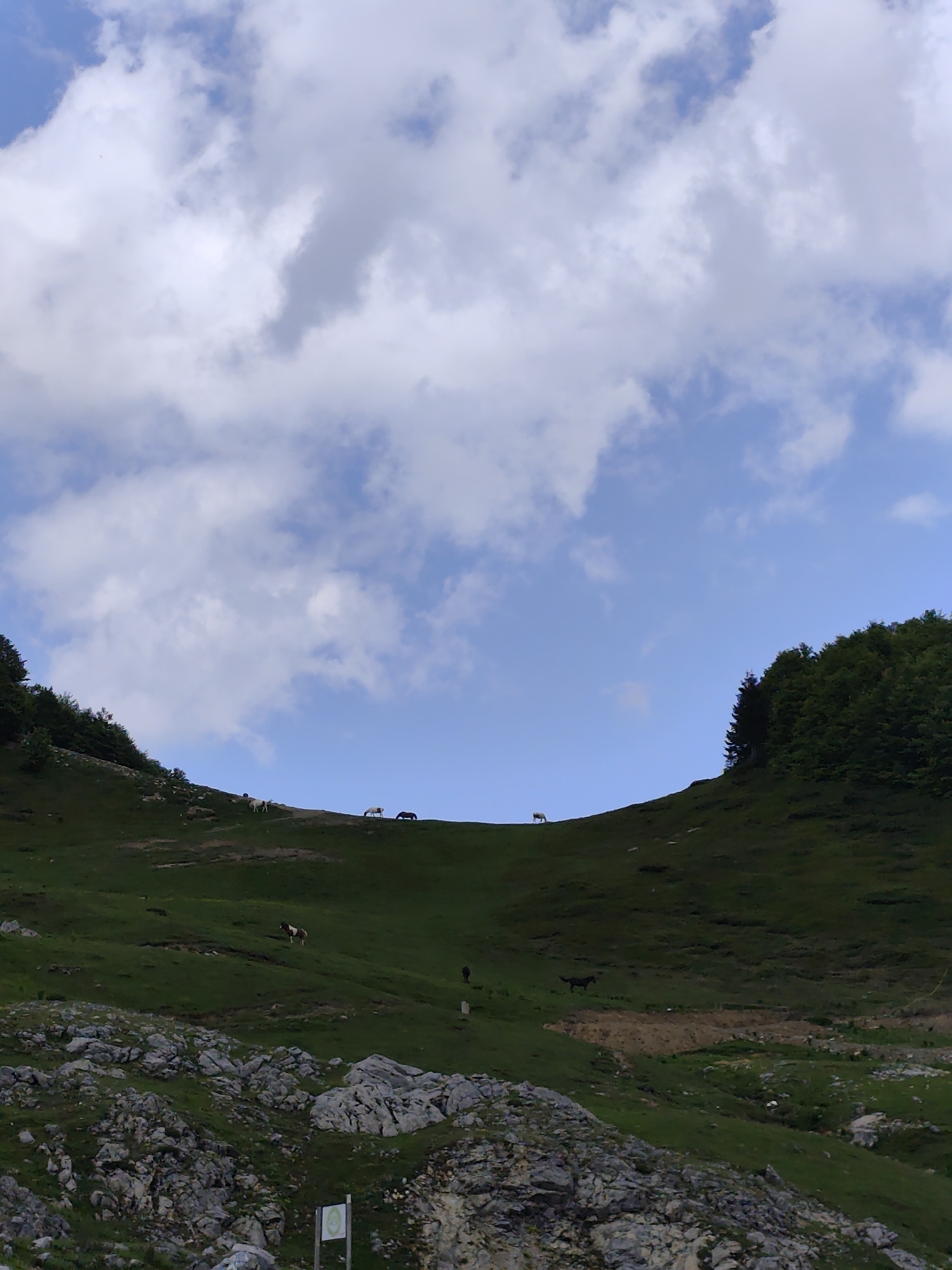 This forensic description details an outdoor scene in Katun Bačko brdo, Montenegro, depicting a mountainous landscape under a partially cloudy sky.
The upper approximately 60% of the image is occupied by a blue sky interspersed with numerous cumulus clouds. The sky transitions from a lighter, clearer blue in the lower central portion to a darker blue towards the top left and right edges. The clouds are predominantly white and light gray, varying in density and size, with some larger, more defined formations and smaller, wispy elements.
The lower approximately 40% of the image showcases a green, undulating hillside with exposed rock formations. The hillside rises from the left and right, forming a natural saddle or valley in the center. The slopes are covered primarily in lush green grass. On the left hillside, a cluster of dark green trees (some appearing coniferous, others deciduous) is visible at the crest. A similar dense cluster of dark green trees is present on the crest of the right hillside.
Various animals are distributed across the grassy slopes. On the crest of the hill, from left to right, are two white animals consistent with sheep or goats, followed by a light-colored horse (likely white or light gray) standing or grazing. Further right on the crest, another two white animals (sheep/goats) are visible, followed by a dark-colored horse standing or grazing. On the middle-left slope, a piebald horse, predominantly brown and white, stands facing right. On the middle-right slope, a dark brown or black horse stands facing left. A patch of exposed brown earth or soil is visible on the lower-right slope.
In the immediate foreground, particularly at the bottom left and center, numerous large, light gray rock formations are visible. These rocks exhibit irregular shapes and textures, with small patches of grass growing between them. A small, light-colored sign, mounted on a wooden post, is partially visible in the lower central foreground, obscured by rocks. The sign features a white background with a green circular emblem.
No human subjects are present in the scene. The lighting suggests a bright daytime setting.