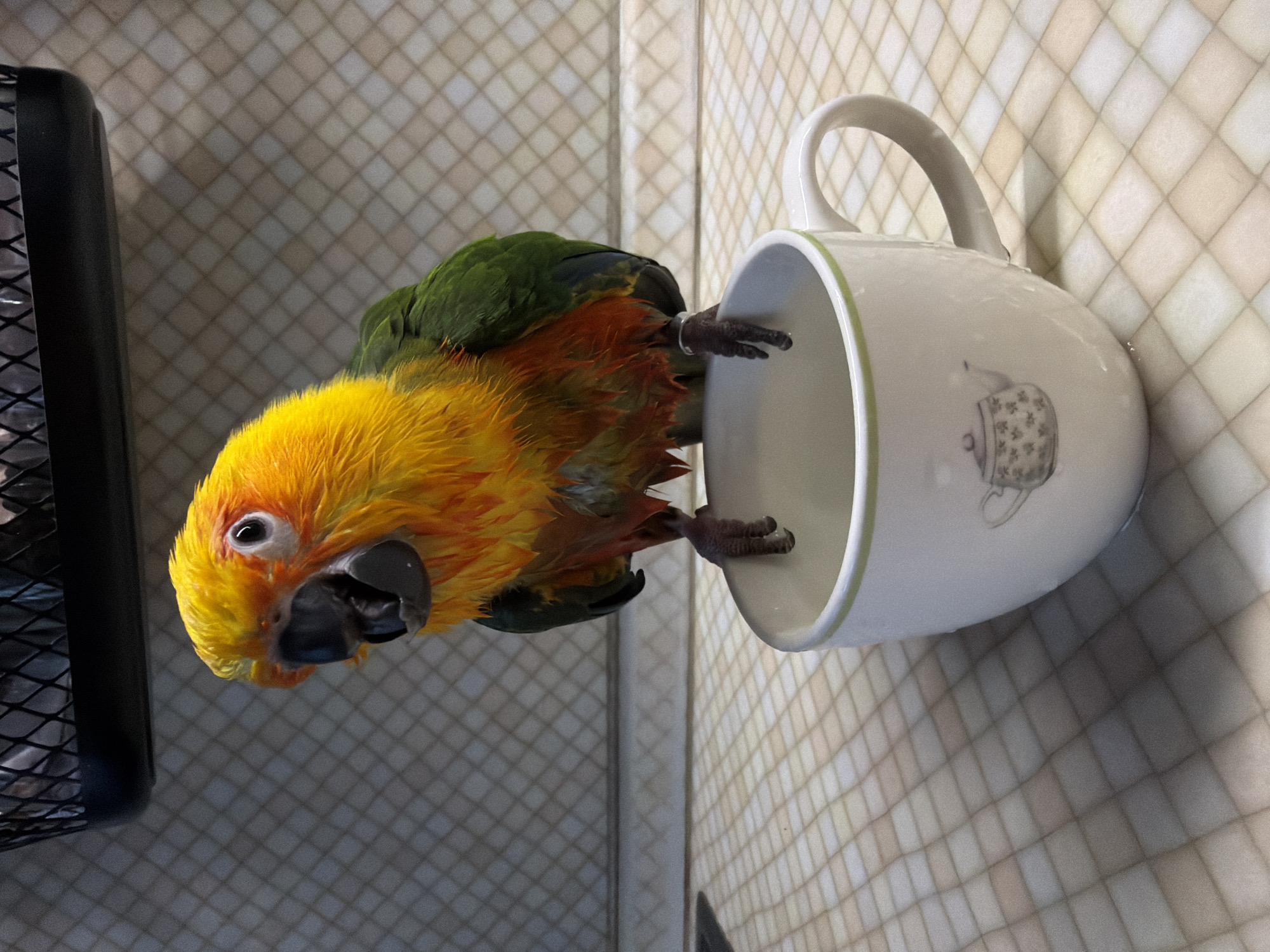 A close-up, angled shot depicts a sun conure clinging to the edge of a white mug. The bird has vibrant yellow and orange plumage on its head and chest, transitioning to green on its back and wings. Its beak is dark, and its eyes are visible. The mug has a handle and a subtle teapot design on its side. The background consists of a grid-patterned surface, possibly tile, and a black object with a mesh pattern is visible on the left side of the frame. The location of the photograph is unknown, and it is unlikely that Khimki, Russia is the location.