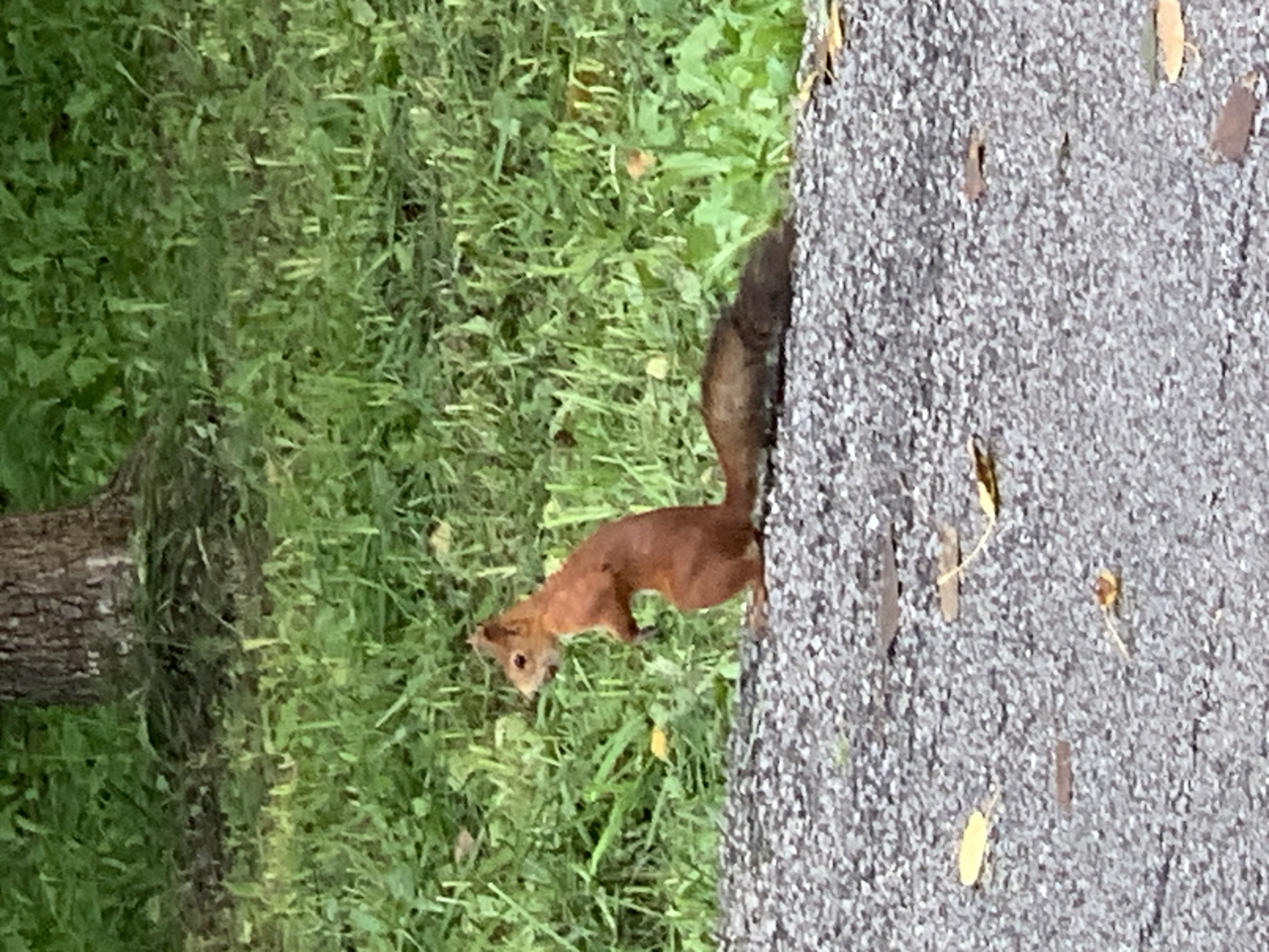 A squirrel is standing on its hind legs on a gravel path. Its front paws are held up to its chest. The squirrel is reddish-brown with a bushy tail. It is looking to the left. Behind the squirrel is a grassy area with a tree trunk in the background. There are fallen leaves scattered on the gravel path. The scene appears to be in an outdoor park or wooded area. There is no information in the image to suggest it is located in Prokopyevsk, Russia.