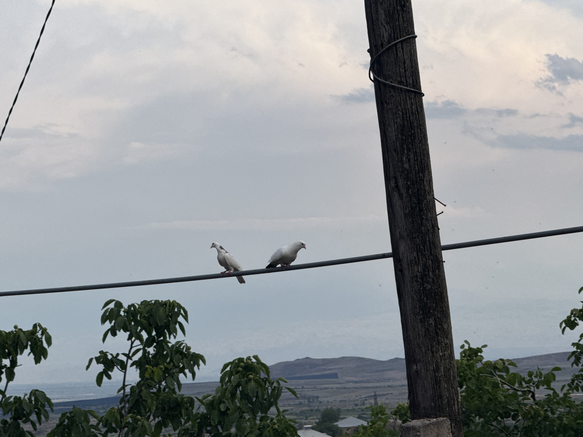 Two white pigeons perch on a horizontal wire, likely a power or telephone line, in Kosh, Armenia. A weathered wooden utility pole stands to the right of the wire, partially obscuring the background. In the foreground, green foliage from trees frames the bottom of the image, with hints of buildings and rolling hills visible in the distance under a cloudy sky.