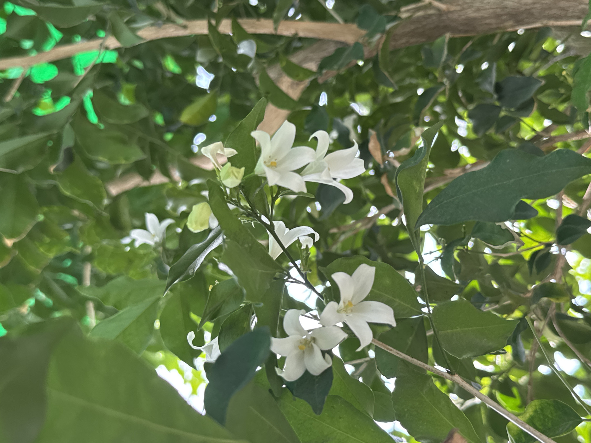 In the city of Tay Nha Trang Ward, Vietnam, a close-up shot focuses on a branch of a plant bearing white, star-shaped flowers with yellow centers. The flowers are delicate and appear to be in bloom, nestled amongst glossy green leaves. Sunlight filters through the foliage, creating bright highlights and dappled shadows, some of which have a distinct green hue, possibly from the reflection of leaves. A textured tree trunk, light brown in color, is visible in the background, adding depth to the natural scene. The overall impression is one of vibrant, natural beauty, with the intricate details of the flowers and leaves being the primary subject.