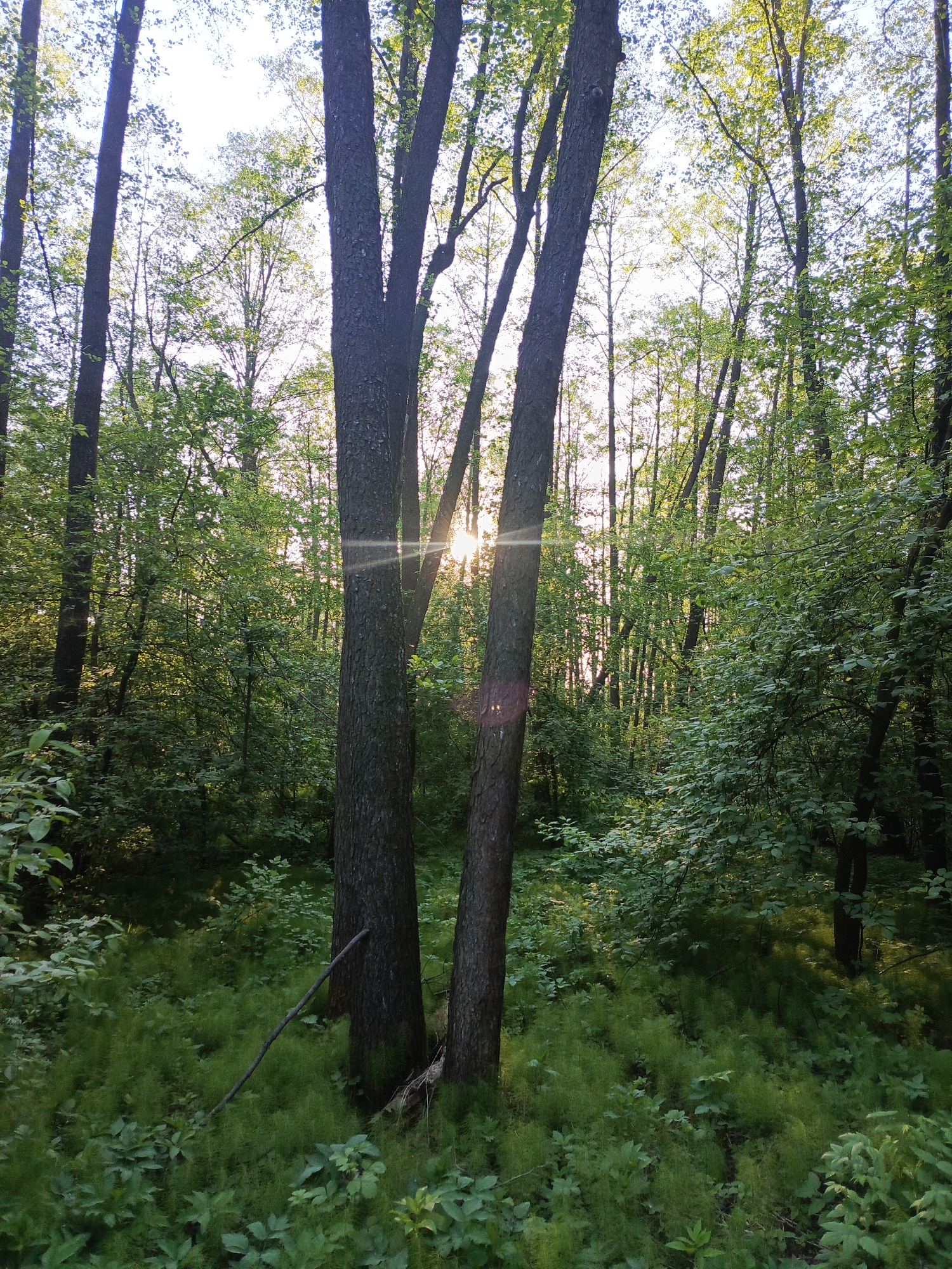 The image captures a sunlit forest scene, likely in the vicinity of Chaikovsky, Russia, given the context. Dense foliage dominates the undergrowth, composed of ferns and other herbaceous plants. Several tall, slender trees with dark bark stand in the foreground and middle ground, partially obscuring the setting sun. Sunlight filters through the trees, creating bright streaks and dappled lighting patterns across the forest floor. No people or animals are visible. A fallen branch rests against the base of one of the trees. The overall impression is a natural, undisturbed woodland environment.
