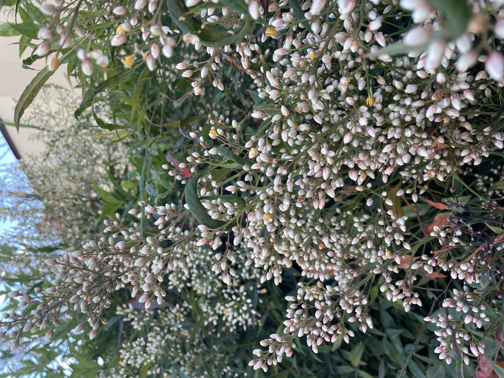 The image shows a dense cluster of pink and white flower buds on delicate stems, with lush green foliage in the background. Some tiny yellow blossoms are also visible. The lighting suggests it is daytime. The background shows blurred green leaves and hints of a light-colored building. The scene appears to be an outdoor garden or natural setting. There is no indication of the specific location within the city of Sochi, Russia.