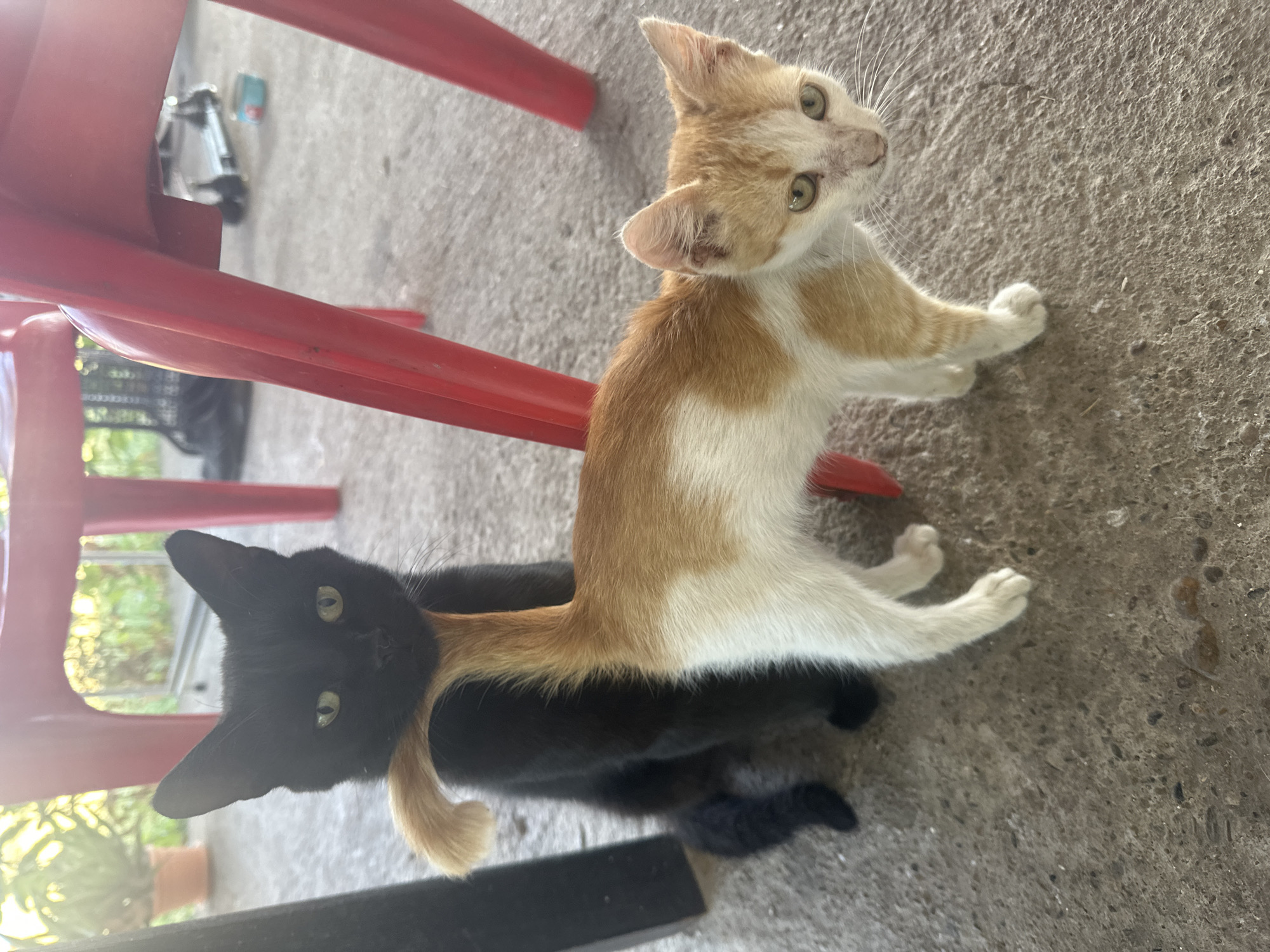 Two kittens are on a concrete floor near red chairs. A black kitten is in the background, and an orange and white kitten is in the foreground. The black kitten is looking at the camera, and the orange and white kitten is looking to the side. The environment is outdoors, possibly a patio or garden area. There are no people visible in the image. The location is identified as Galiche, Bulgaria.