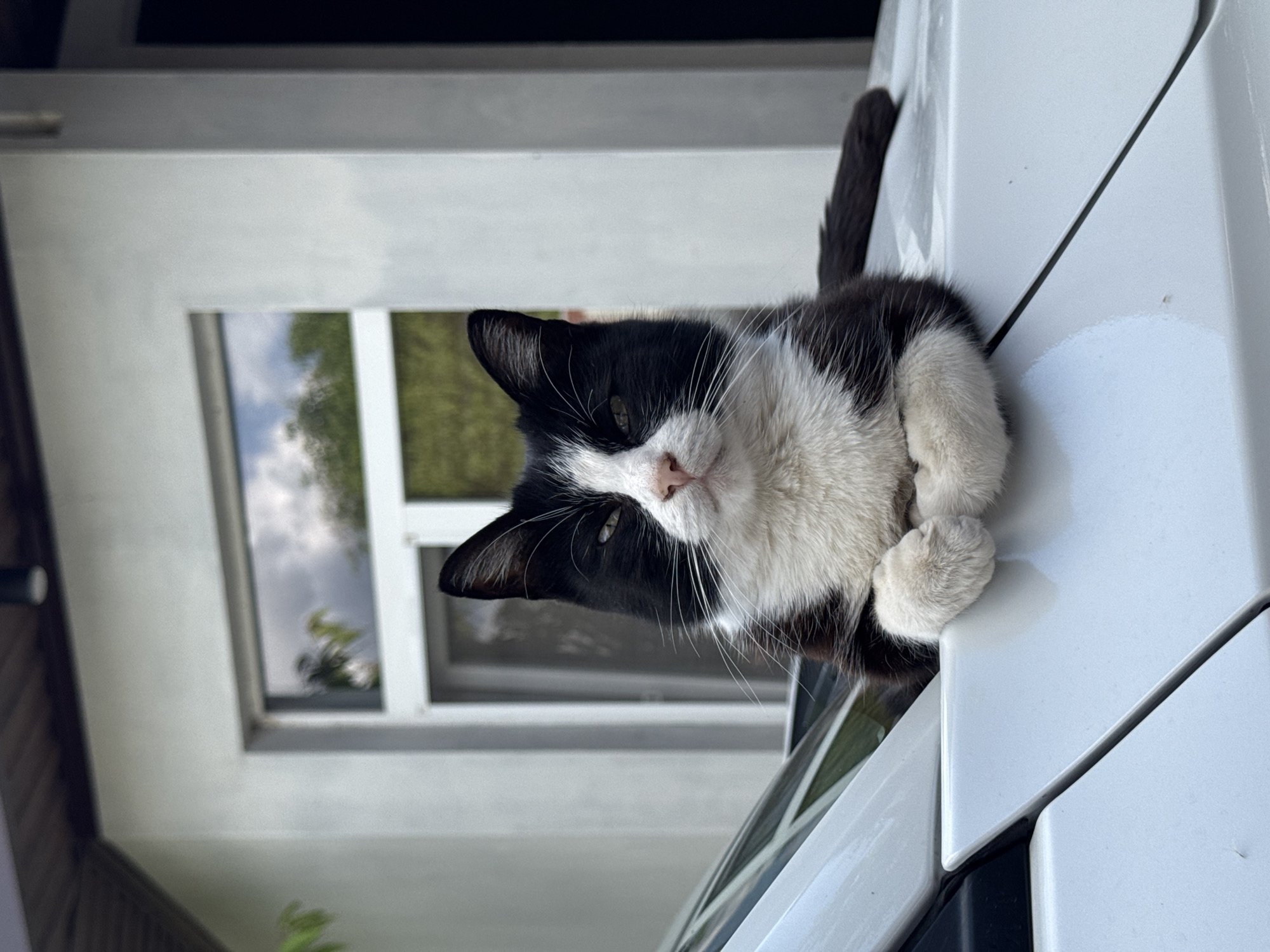 A black and white cat with its paws crossed is resting on the hood of a white car. The cat is looking at the camera with a slight smirk. The car is parked in front of a building with a window reflecting the sky and trees. The scene appears to be in an outdoor urban setting.