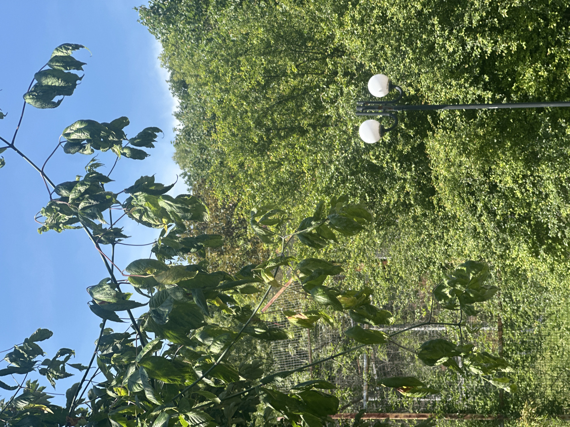 A full, eye-level shot captures a sunny day at an outdoor park. In the foreground, branches with wilting, green leaves hang from the left of the frame, silhouetted against a clear blue sky. Behind the foliage, a chain-link fence can be seen, extending across the middle ground. Further back, a dense wall of lush green trees forms a natural backdrop, interspersed with the tops of structures and foliage from behind the fence. On the right side of the frame, a black lamppost with two white globe lights stands tall amidst the greenery. The scene appears to be in a park located in Sofia, Bulgaria.