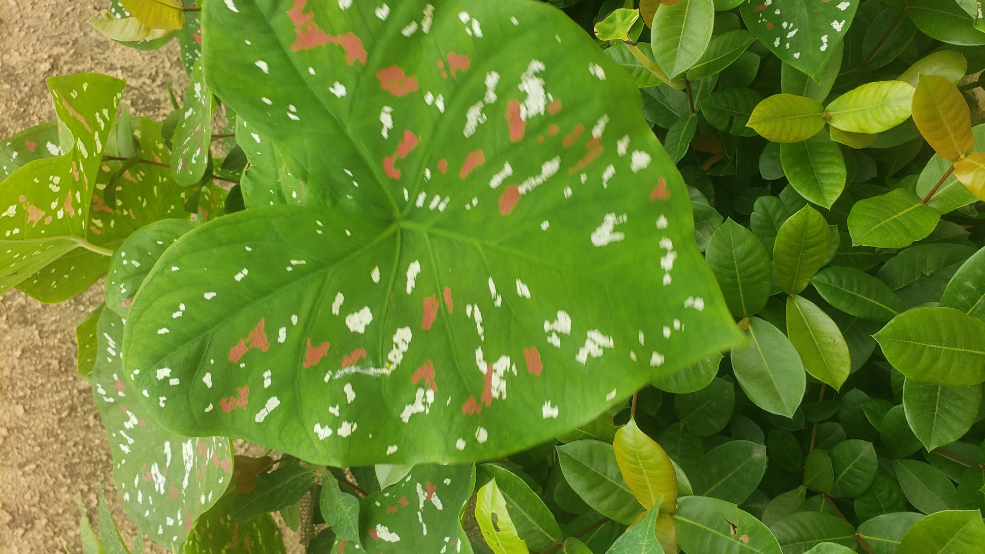 In Sabon Tasha, Nigeria, a close-up view captures a large, heart-shaped green leaf from a caladium plant. The leaf is adorned with irregular splotches of white and reddish-brown. Surrounding this prominent leaf are numerous smaller, glossy green leaves, forming a dense foliage. The background consists of a textured, light brown surface, possibly a wall or soil.