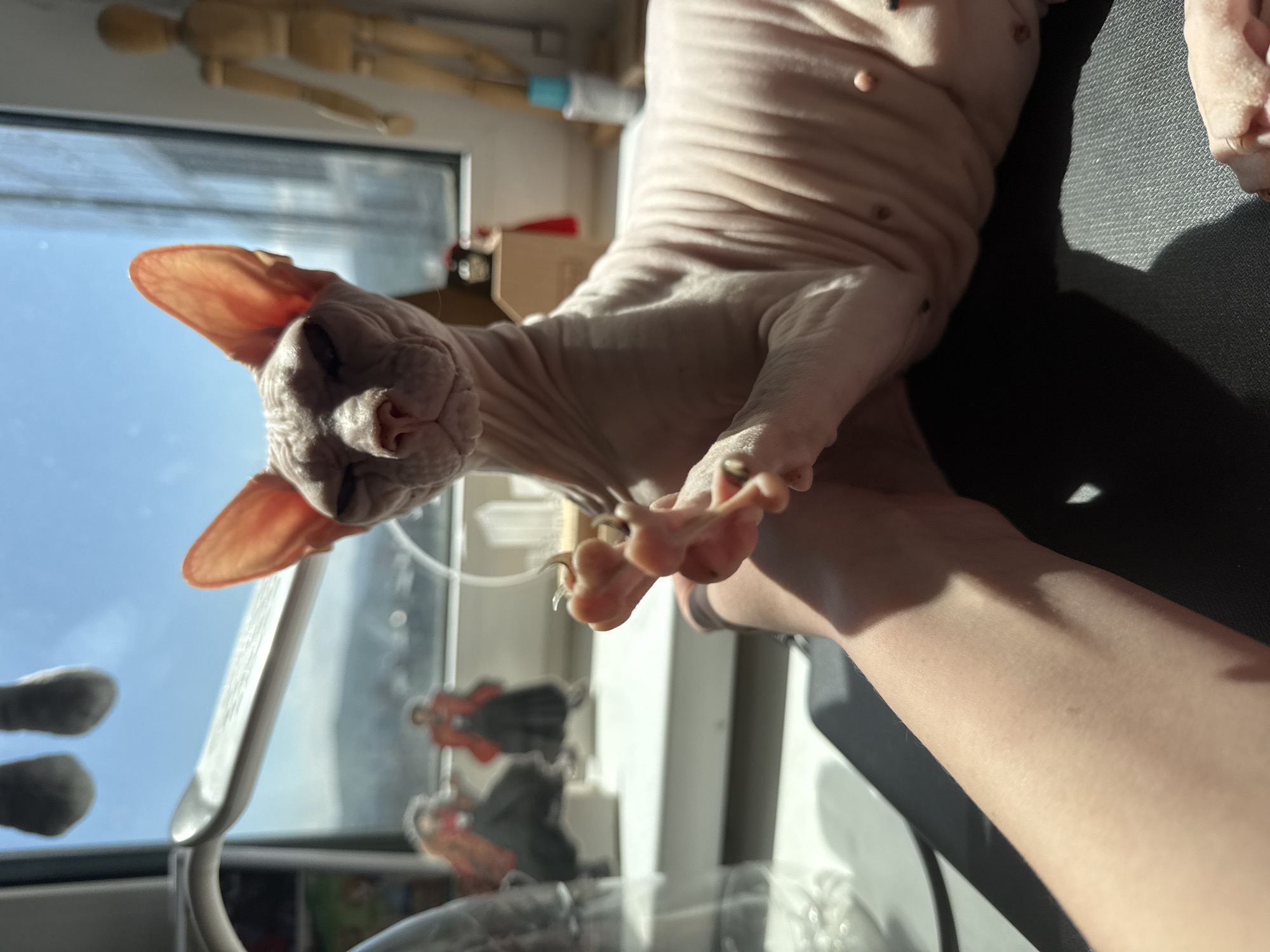 A hairless cat, likely a Sphynx breed, is being held up towards a window. The cat is pinkish in color and its paws are extended, showing its claws. The person holding the cat is light-skinned and part of their arm is visible. Behind the cat and window is a bright, sunny day with a clear blue sky. Stickers are visible on the window. A wooden articulated figure is visible in the background as well. The location is not apparent based on the image provided.