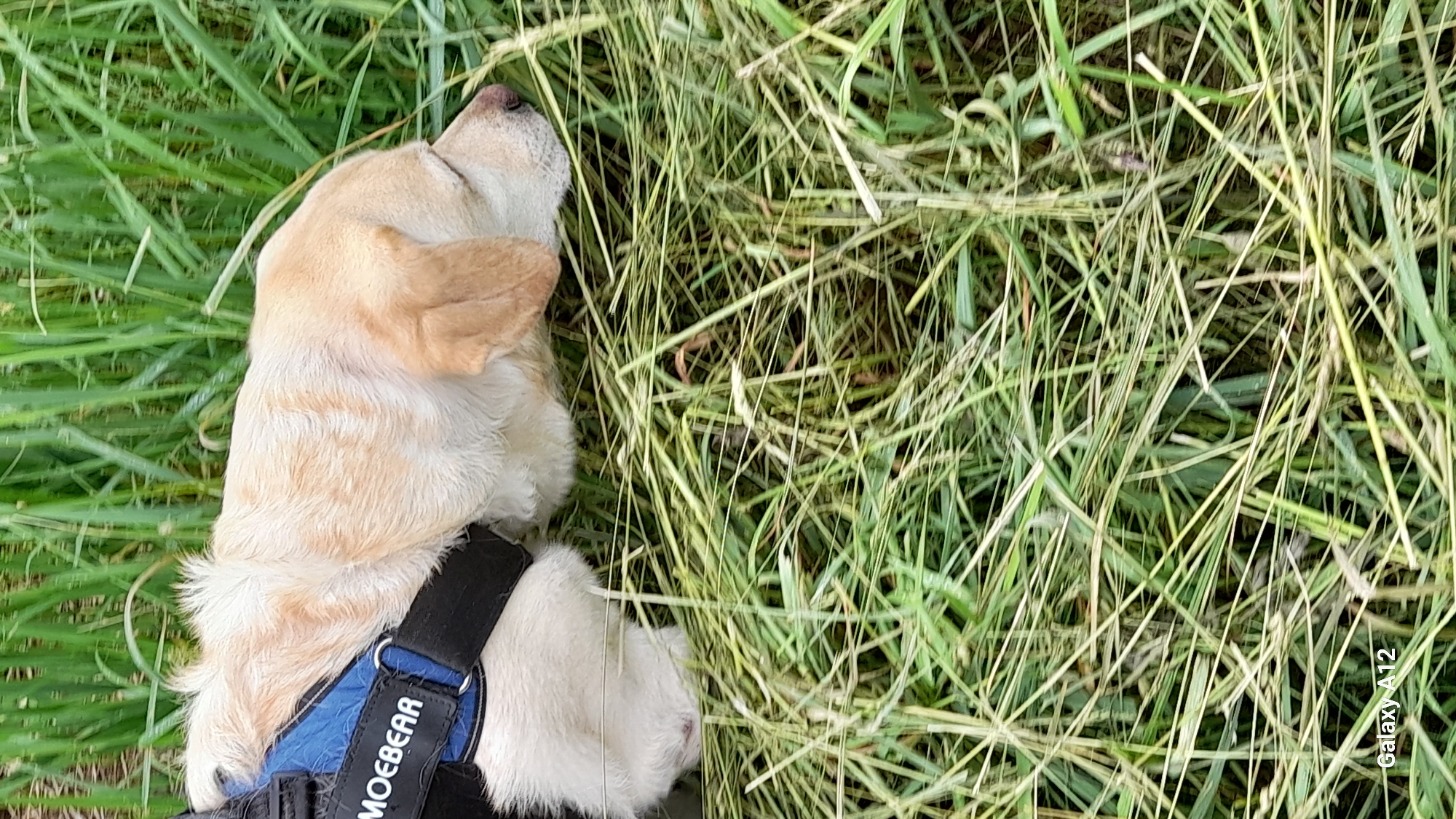 An adult, light-colored dog, wearing a blue and black harness with the word "MOEBEAR" visible, is lying down in tall green grass. The dog's head is resting down and slightly to the right, with its eyes closed. The background consists of more green grass. The bottom left corner of the image shows a watermark that reads "Galaxy A12". The image appears to be taken outdoors. There are no other visible subjects or objects in the frame.